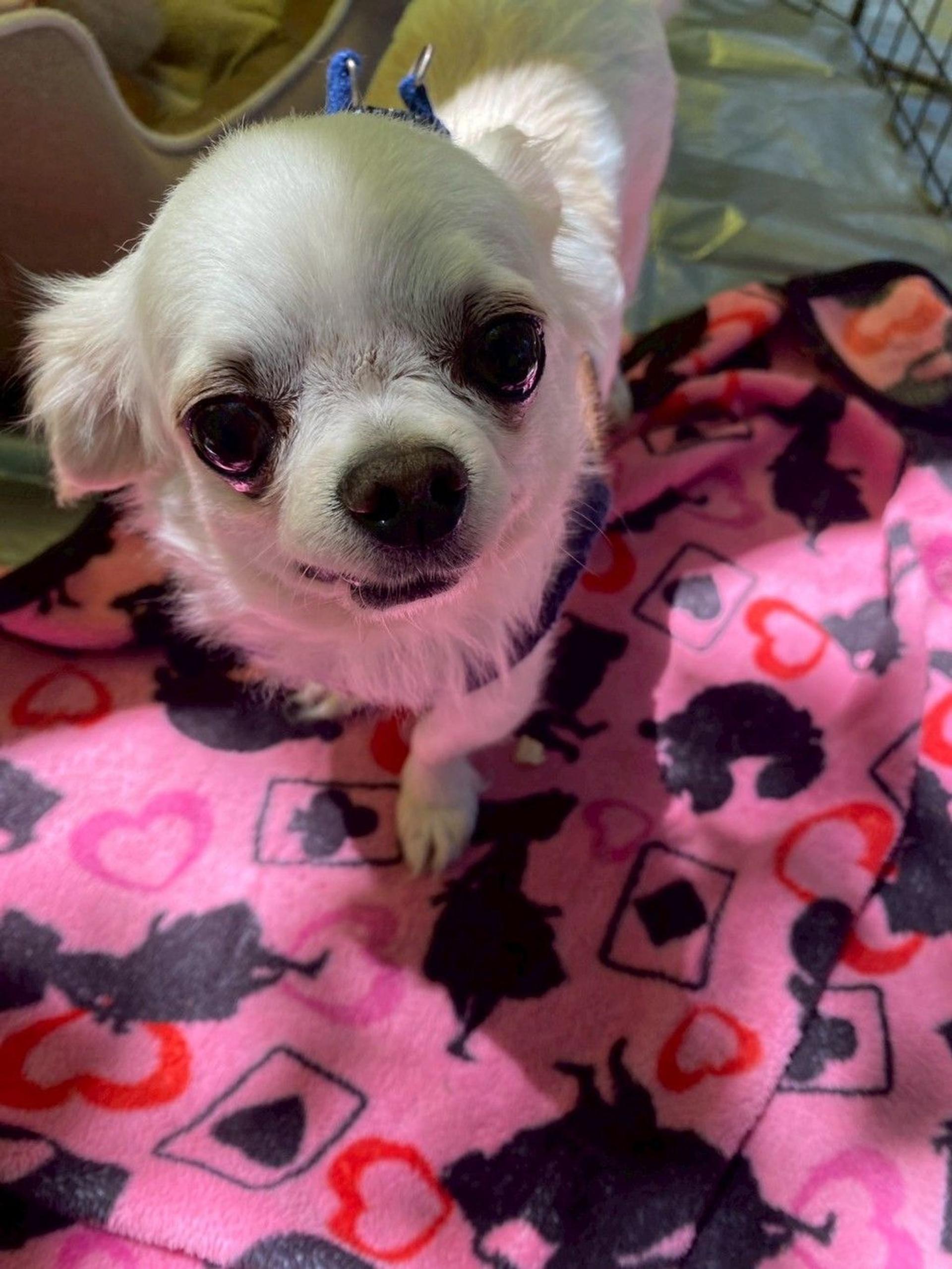 pet-image-3