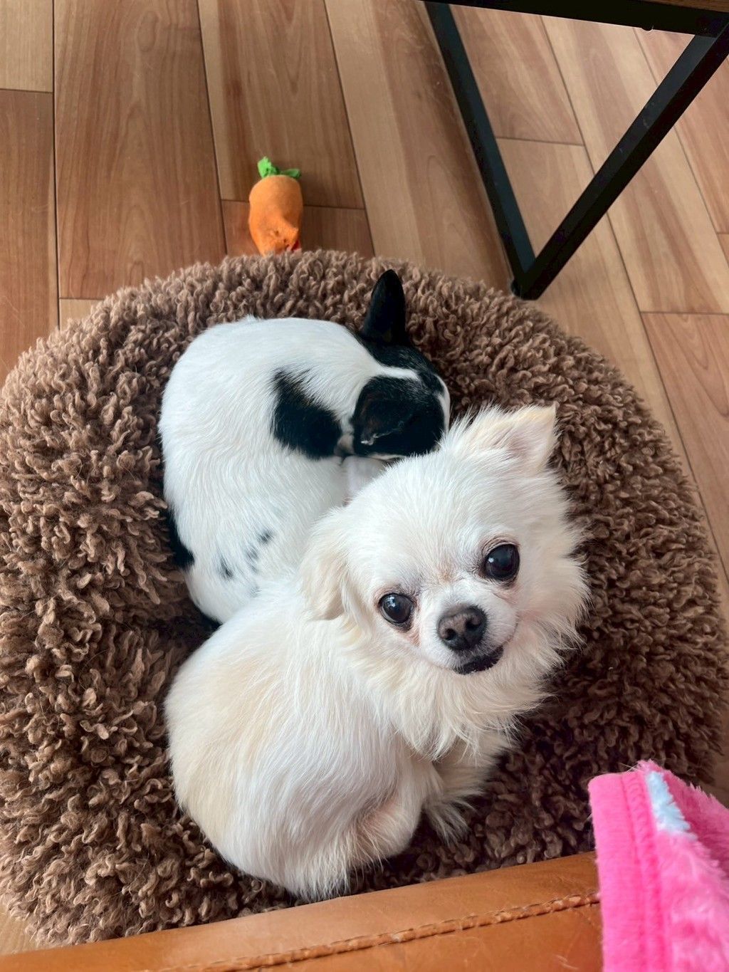 工事中犬アンダーコンストラクションドッグ 工事中犬アンダーコンストラクションドッグ ㊗️ネットショップ