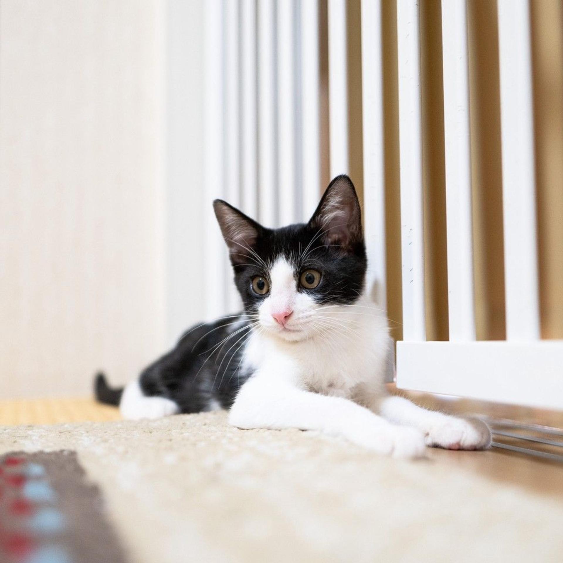 pet-image-5