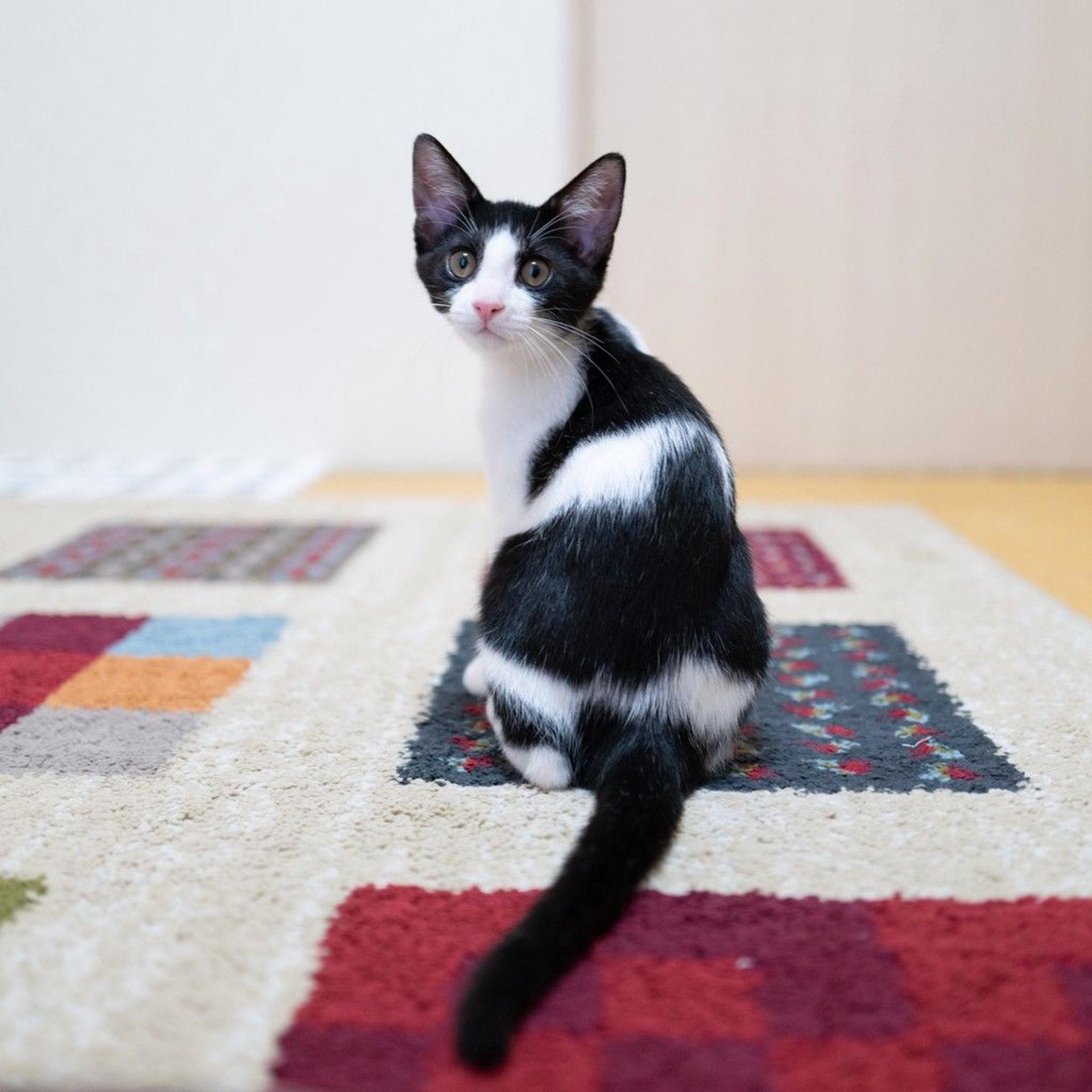 pet-image-6