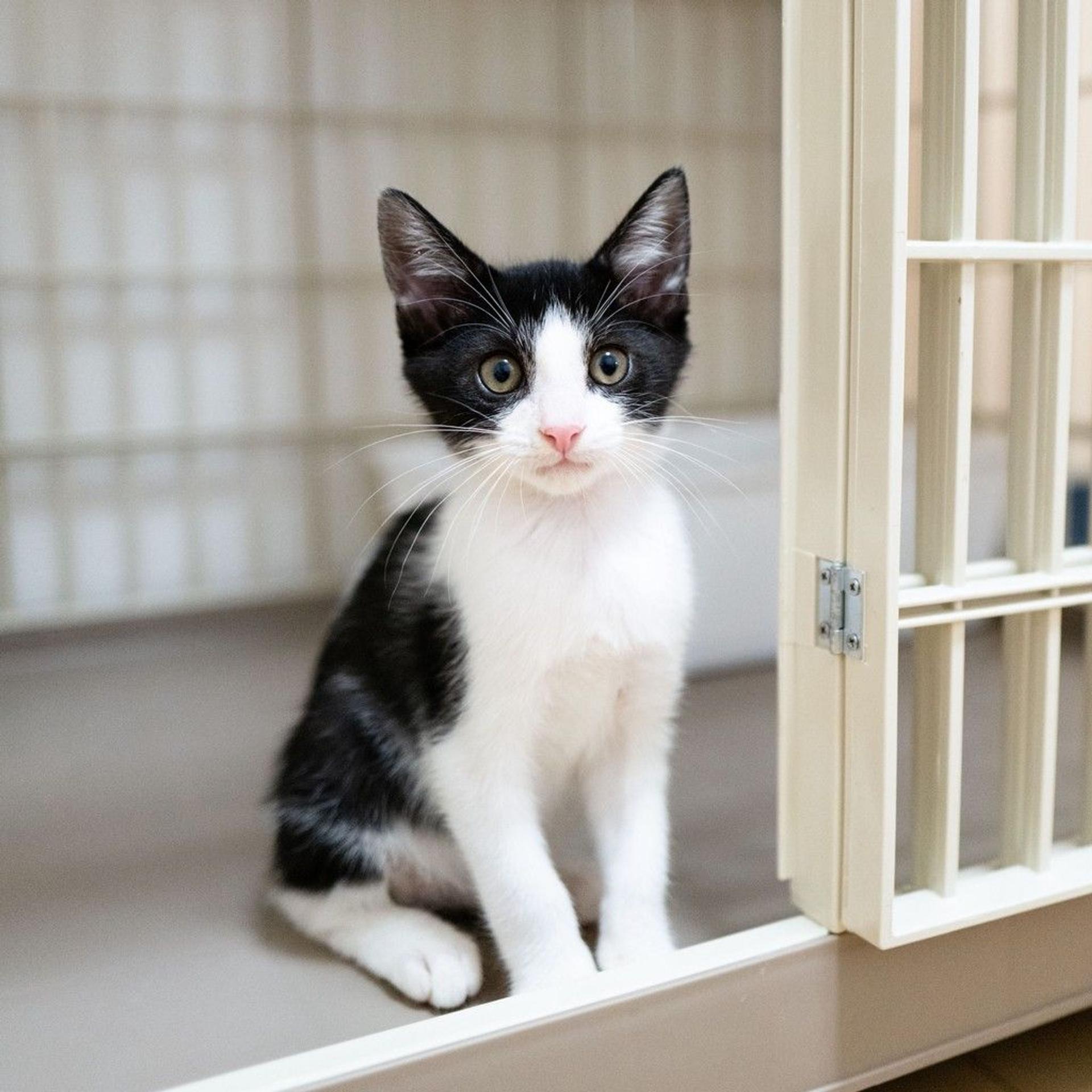 pet-image-4