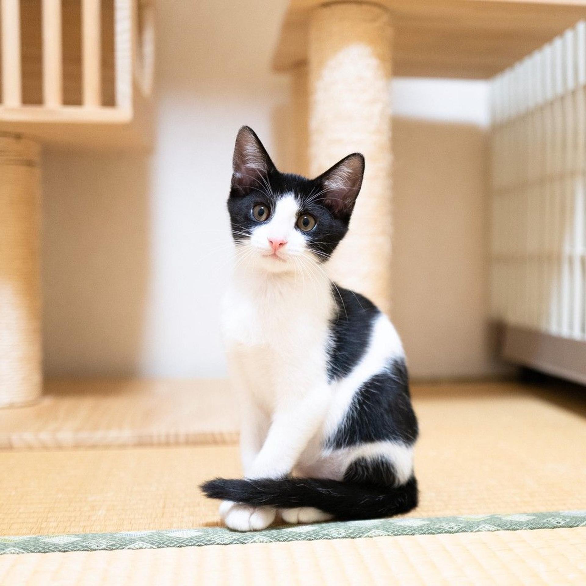 pet-image-3