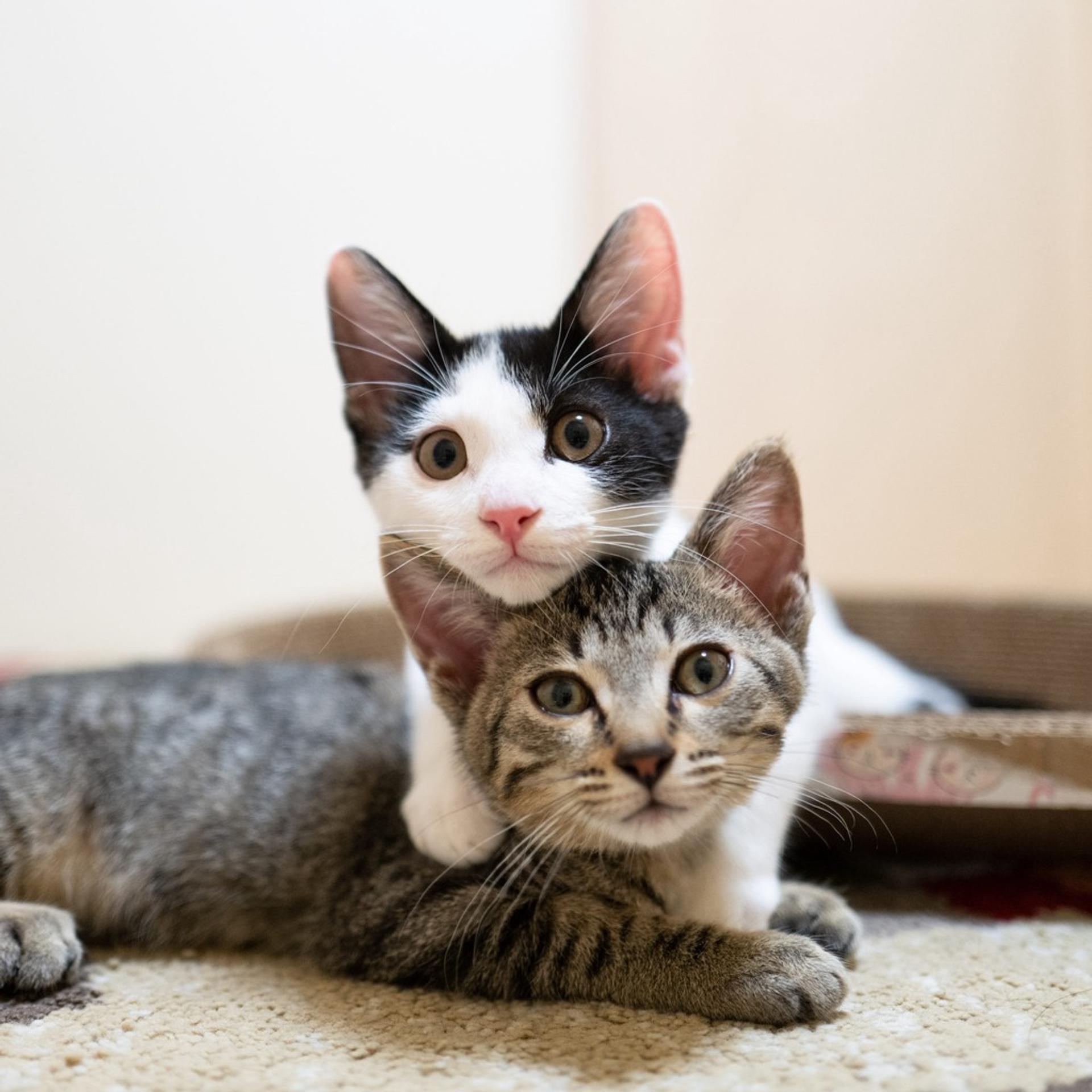pet-image-4