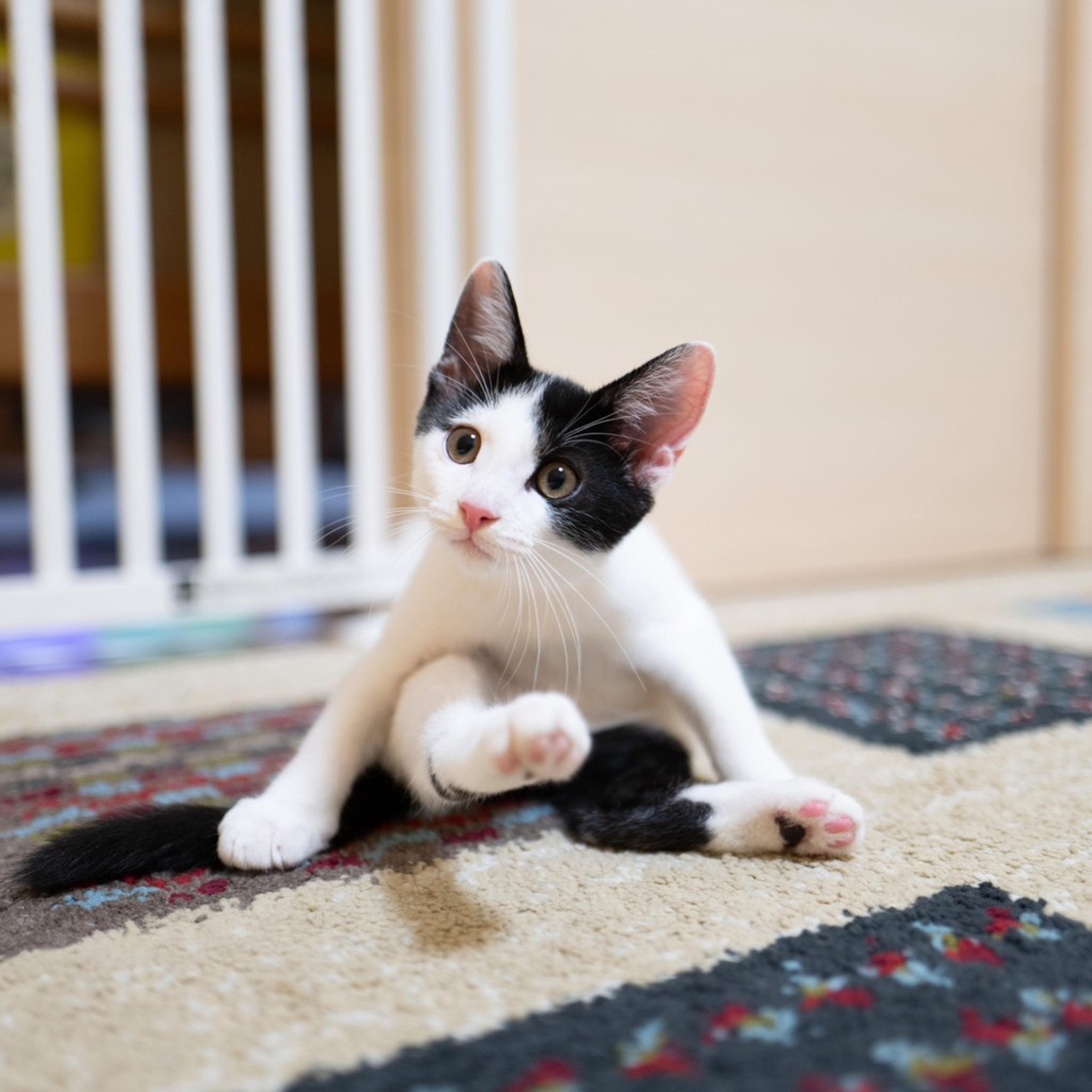 pet-image-6
