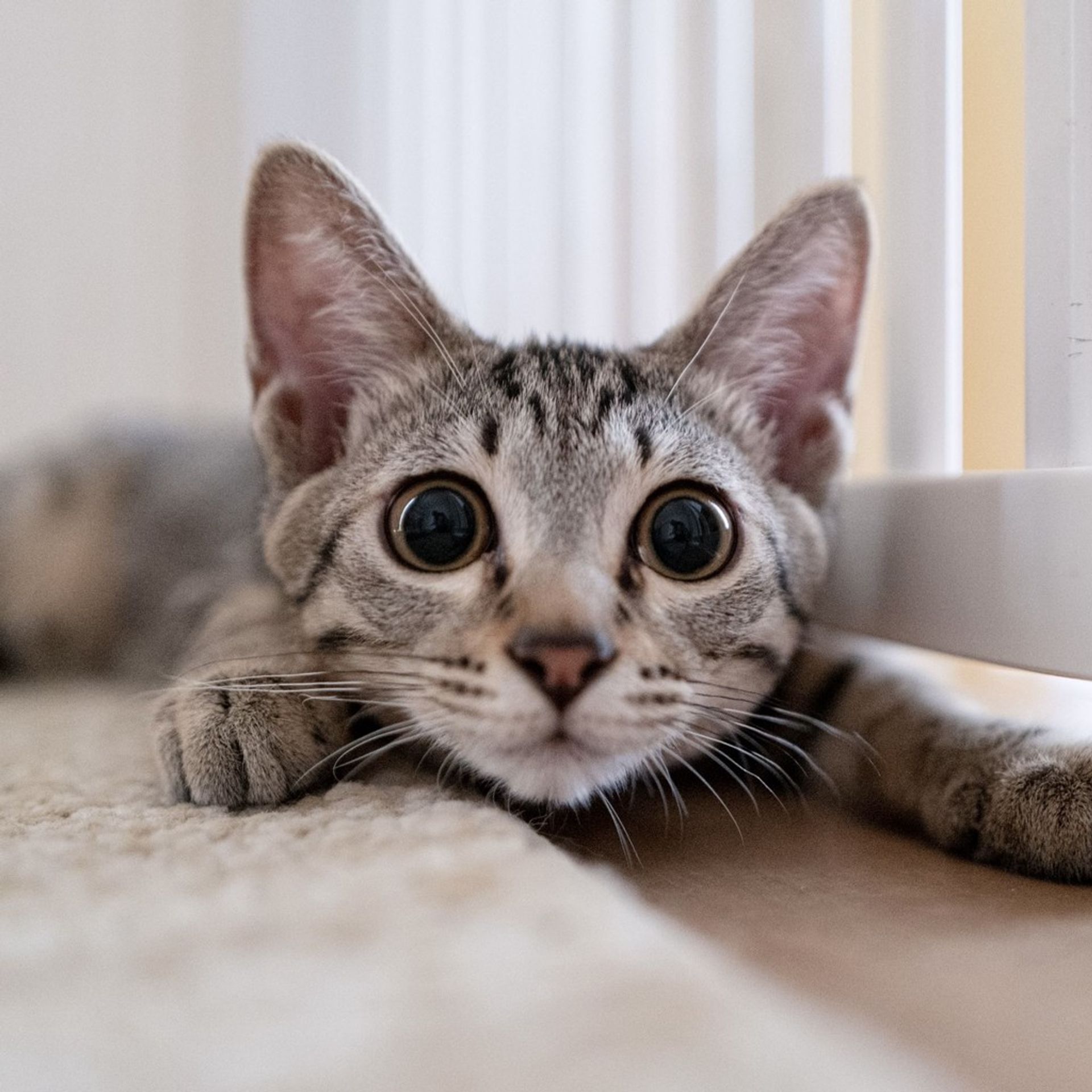 雑種（ミックス猫）・オスの里親募集の写真