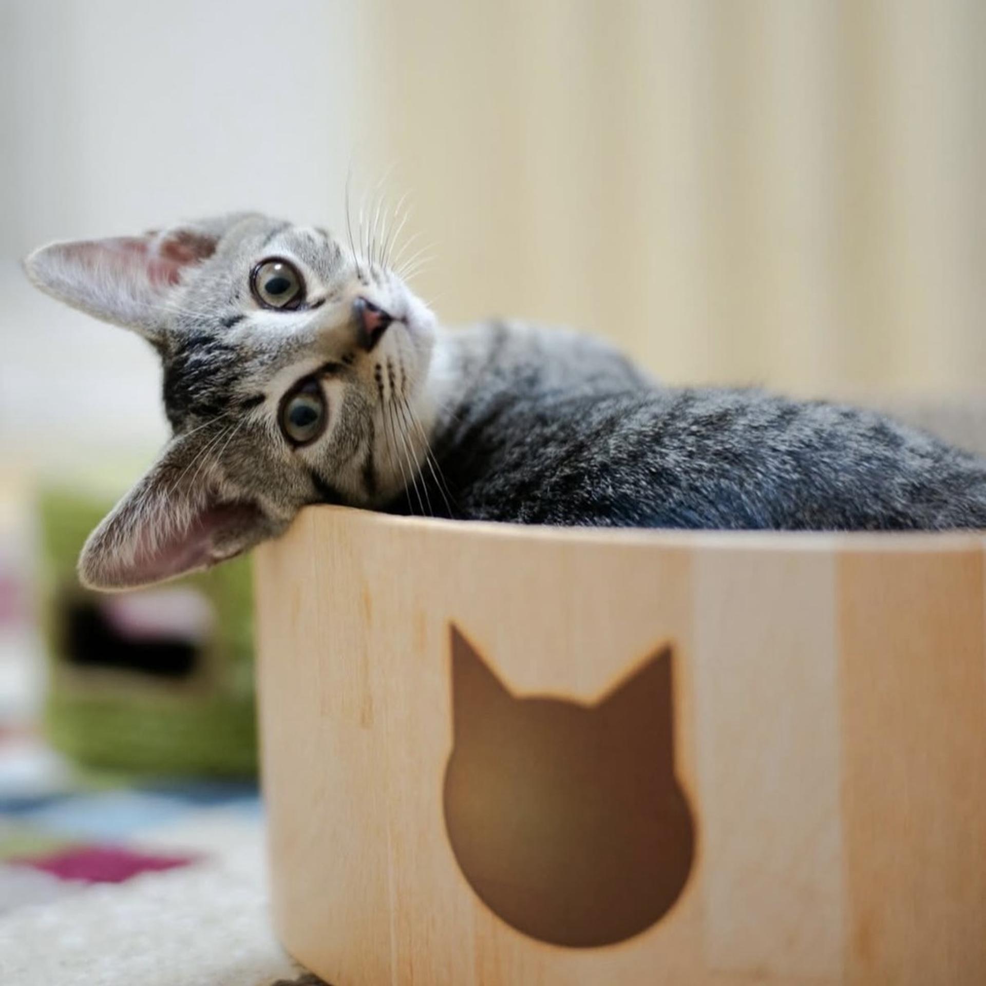 pet-image-4