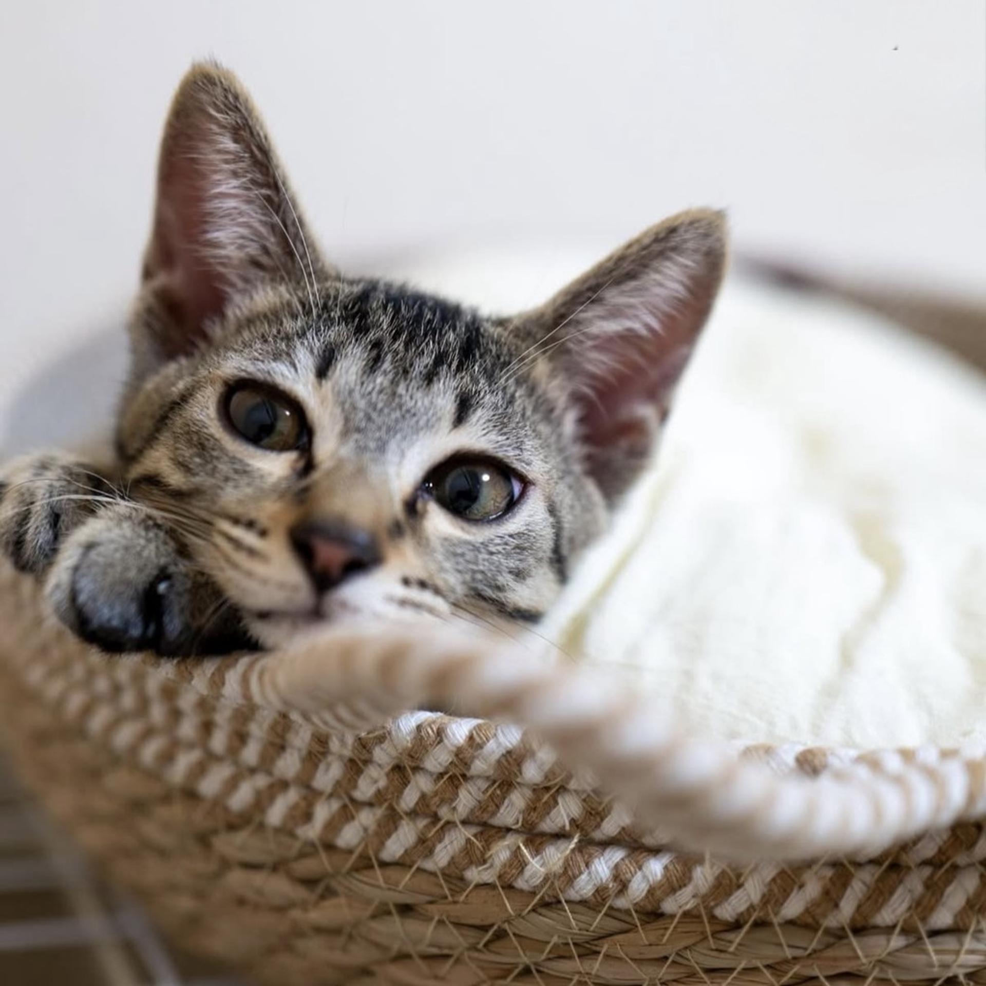 pet-image-6
