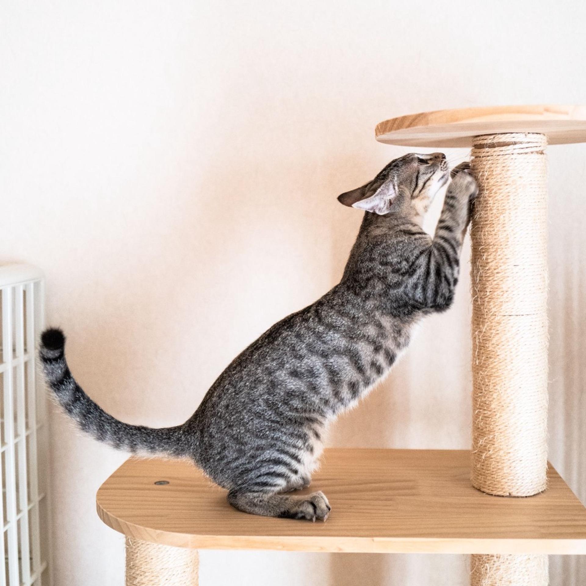 pet-image-5