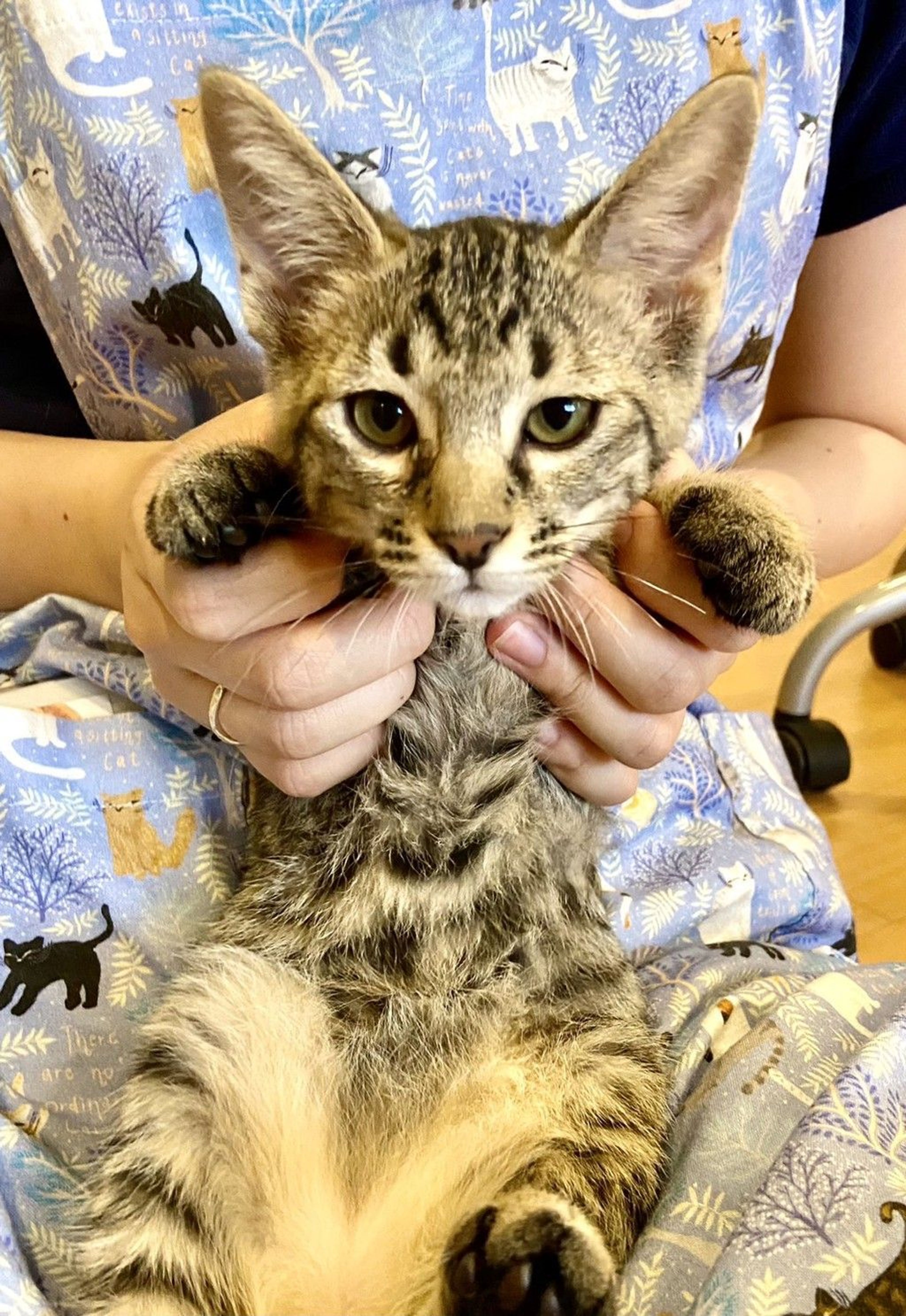 雑種（ミックス猫）・メスの里親募集の写真