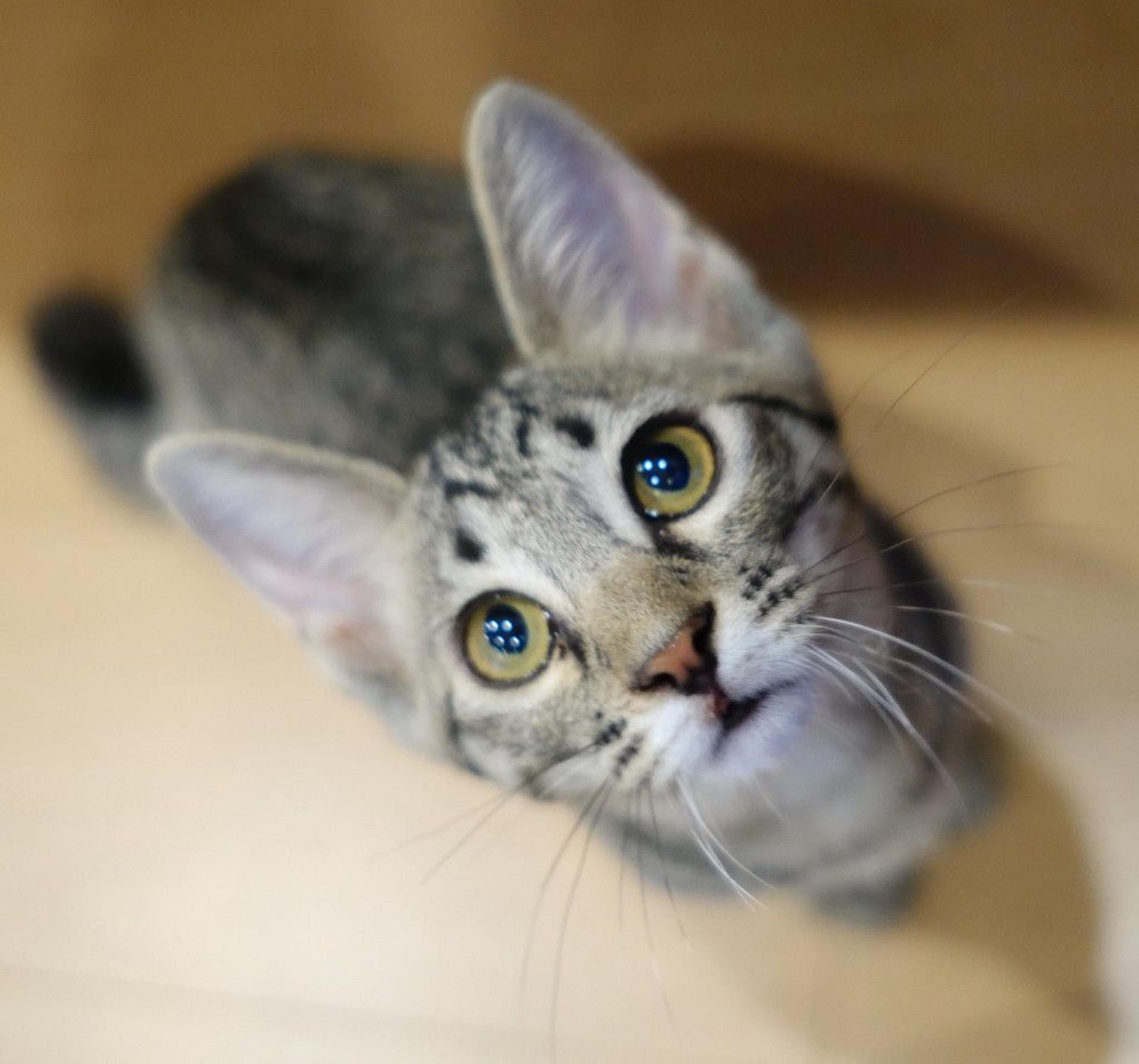 pet-image-3