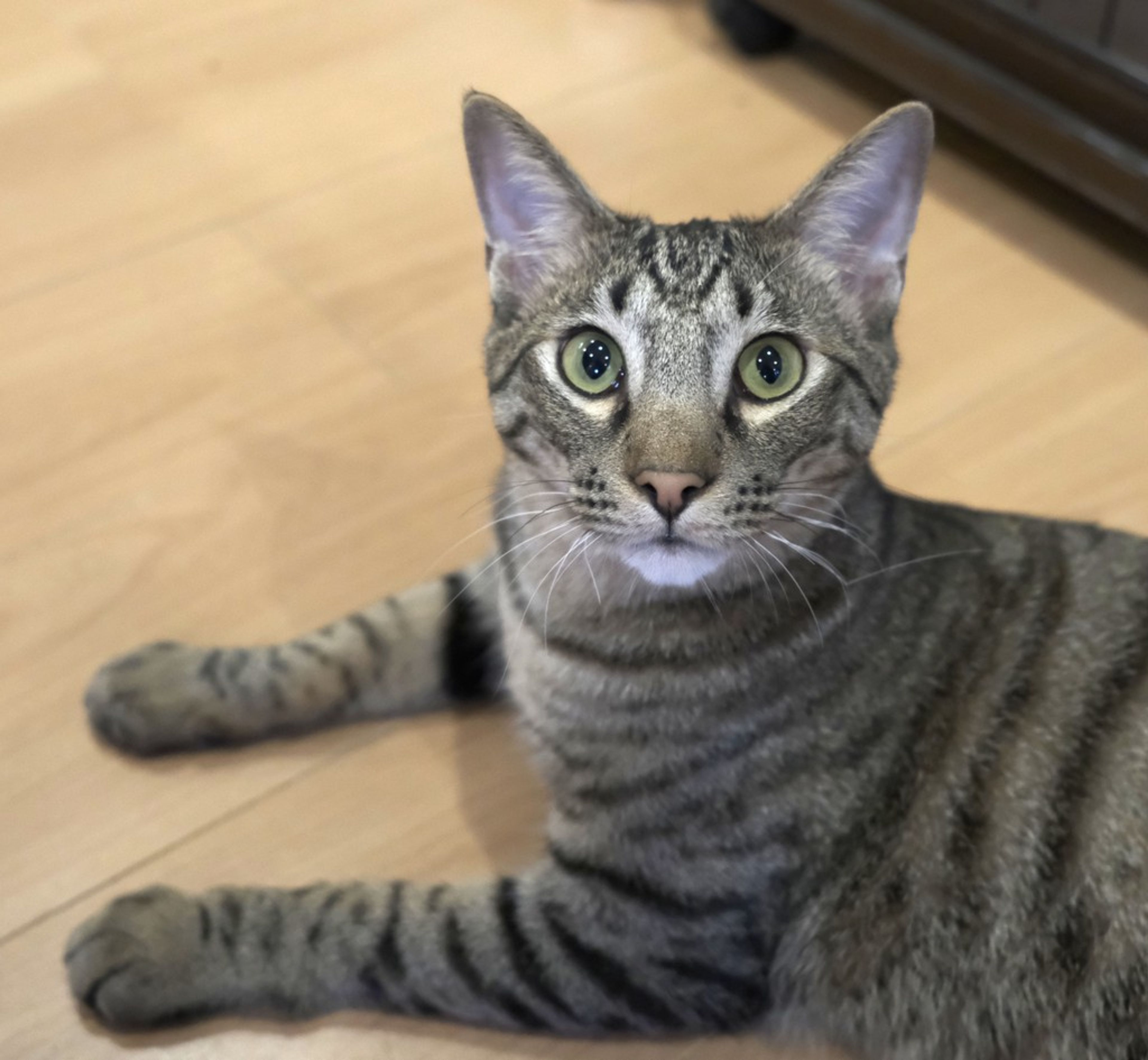 雑種（ミックス猫）・オスの里親募集の写真