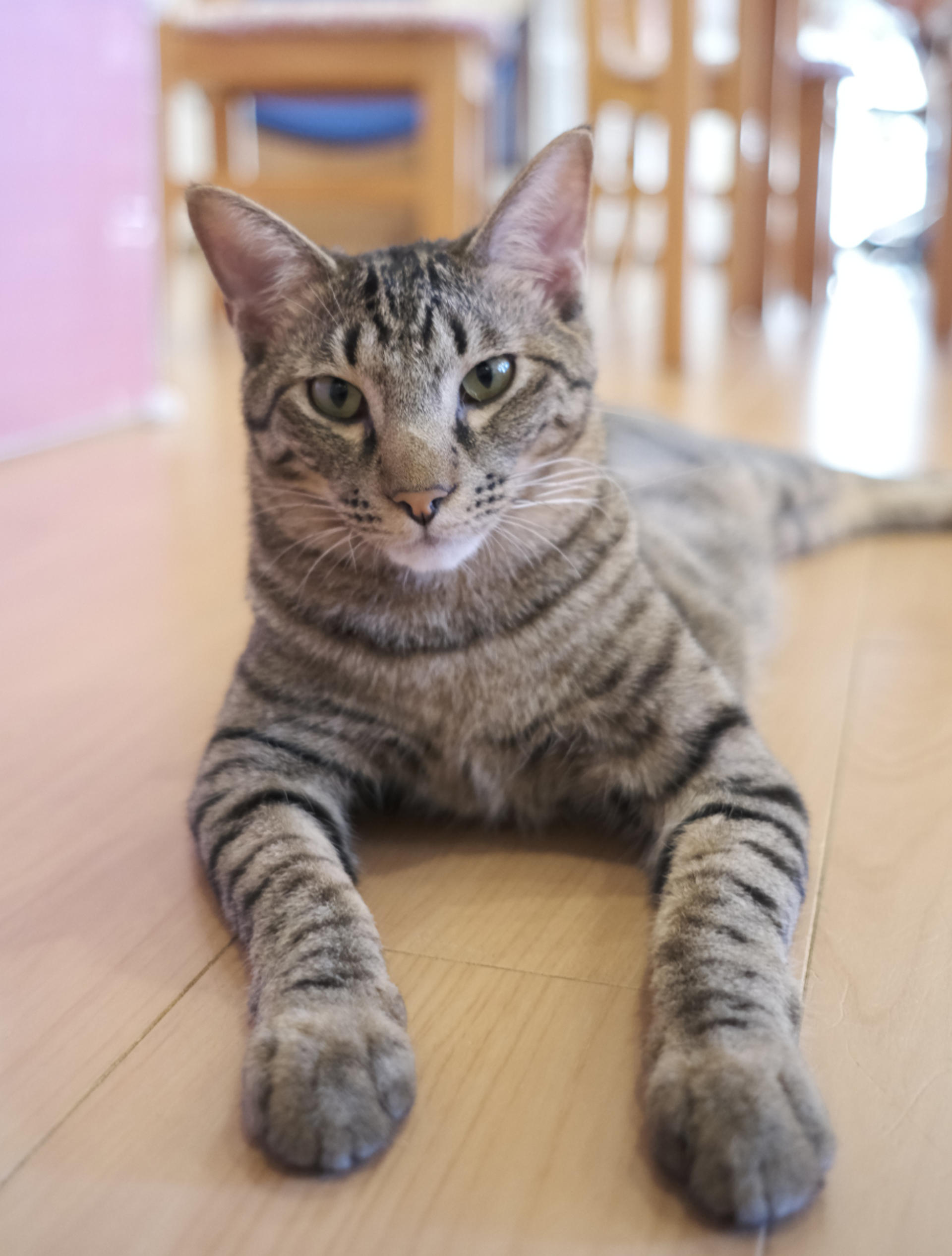 pet-image-2
