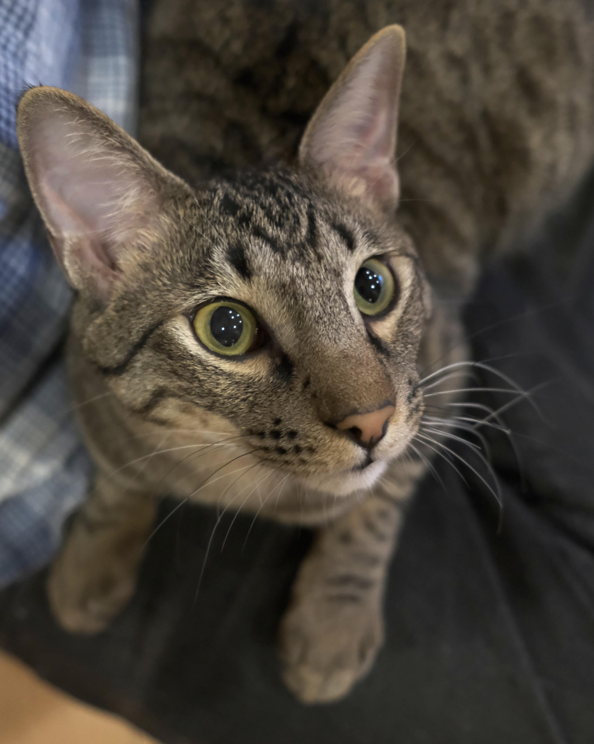 pet-image-3