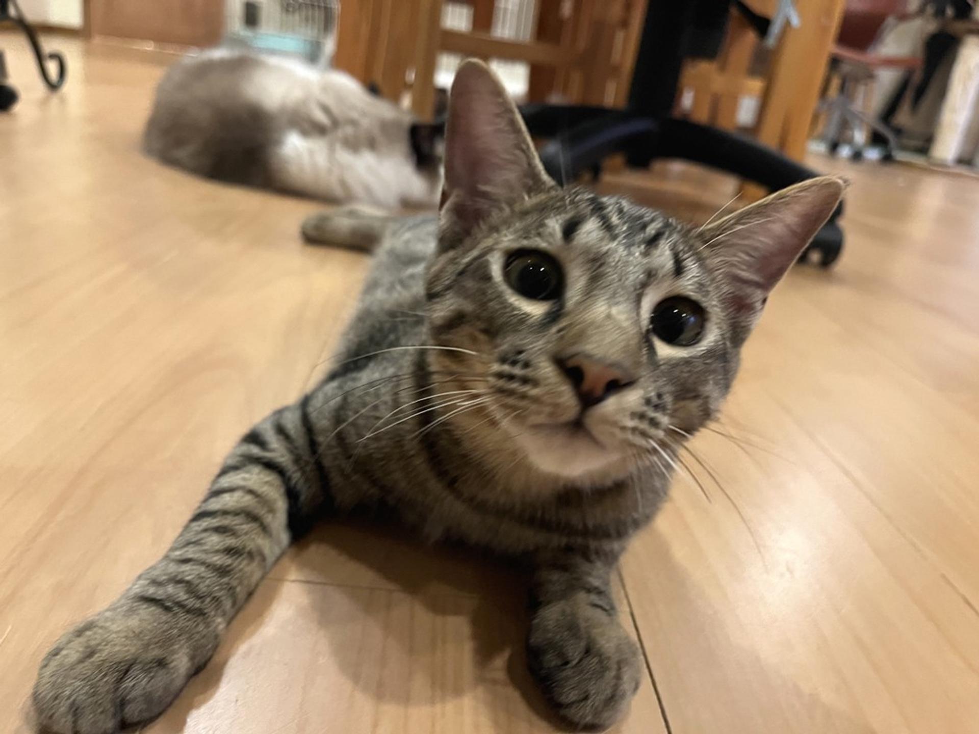 pet-image-4