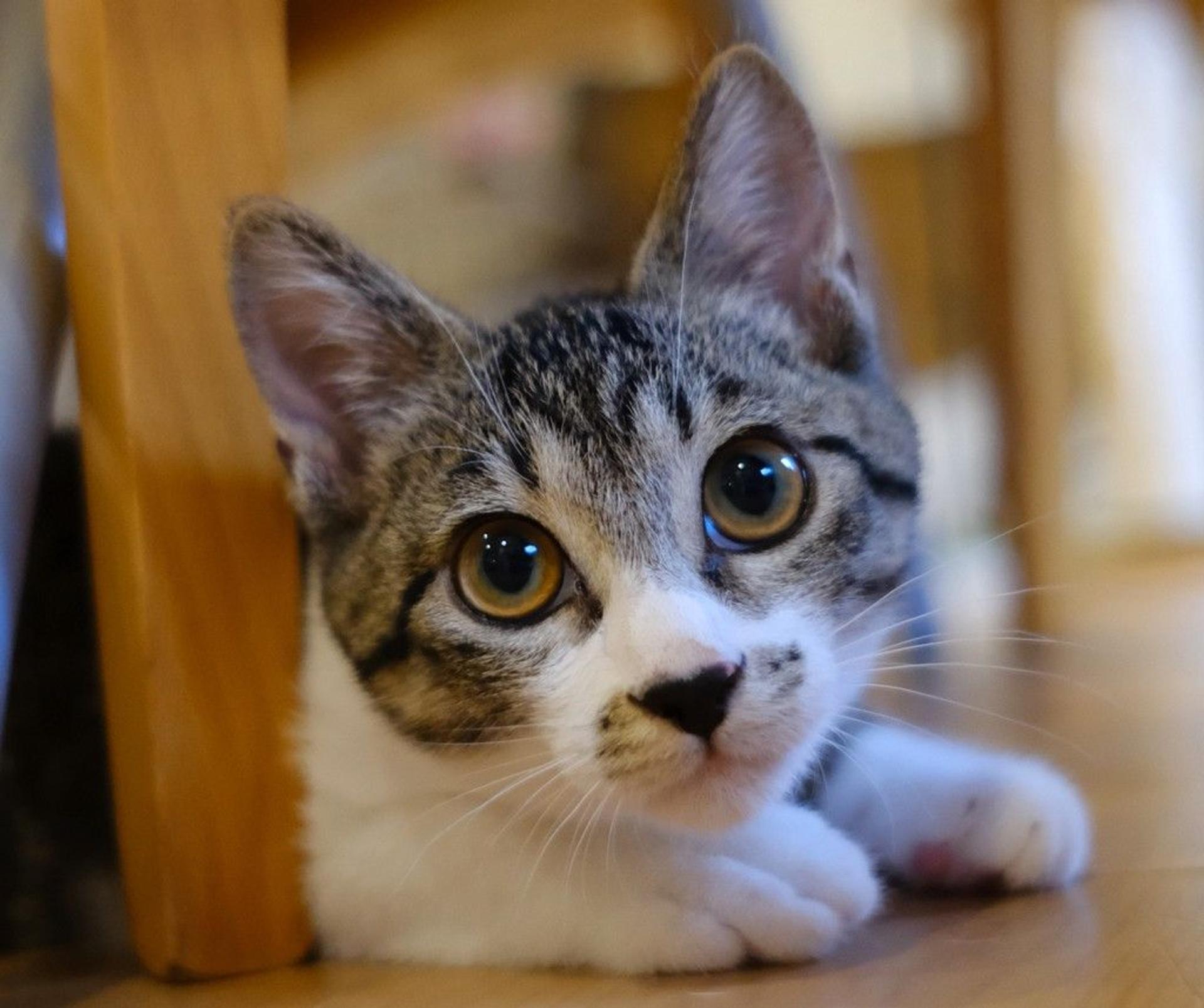 pet-image-6
