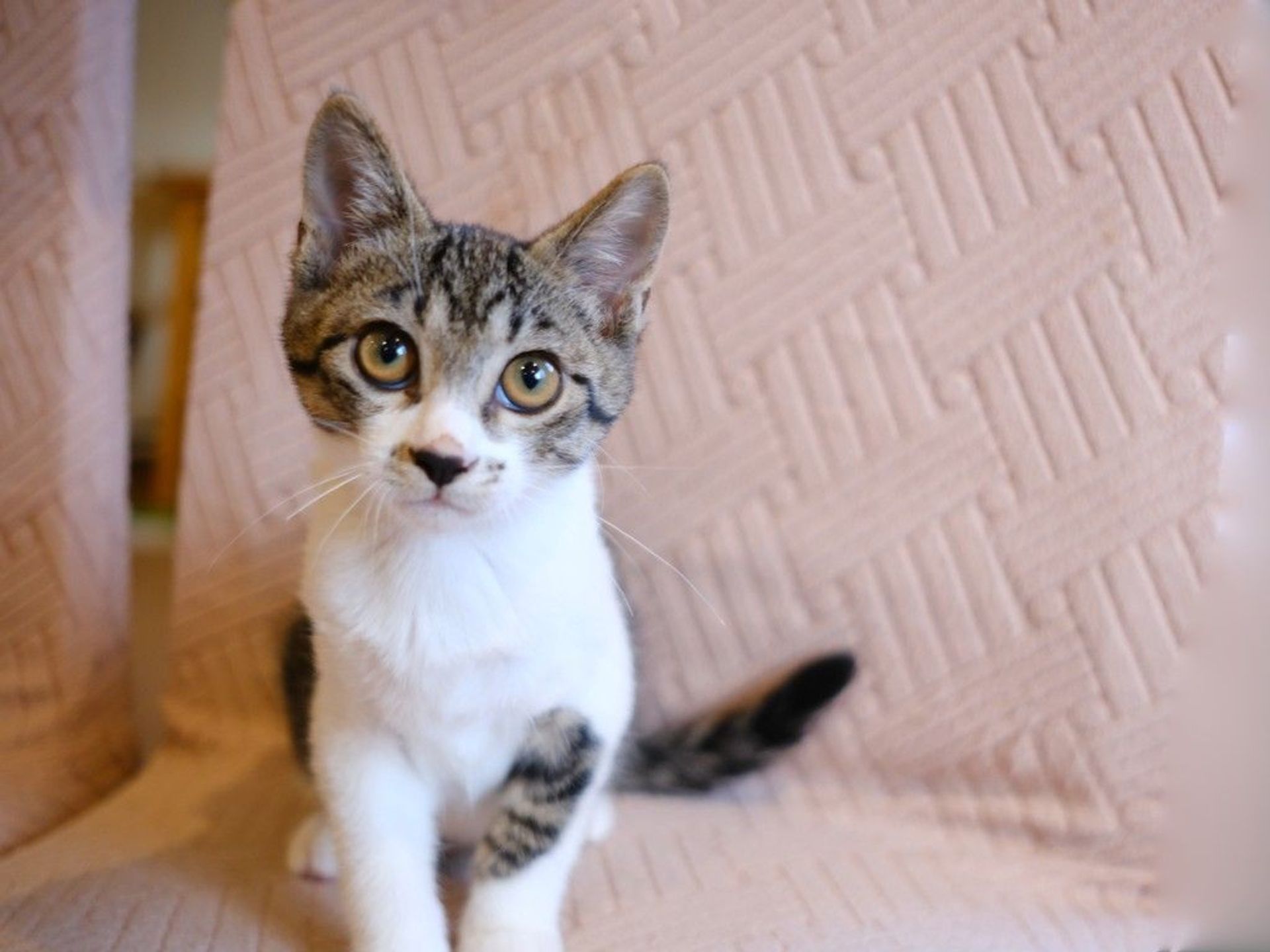 雑種（ミックス猫）・オスの里親募集の写真
