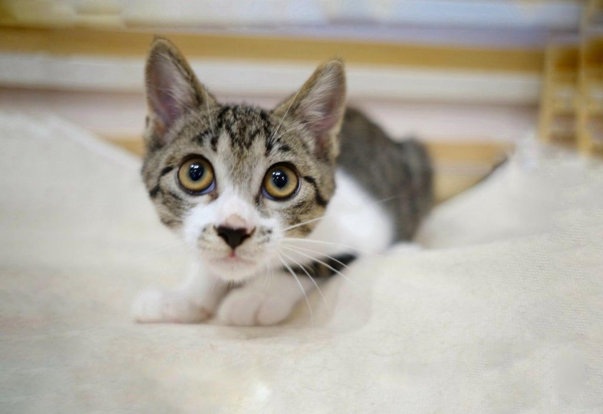 pet-image-3