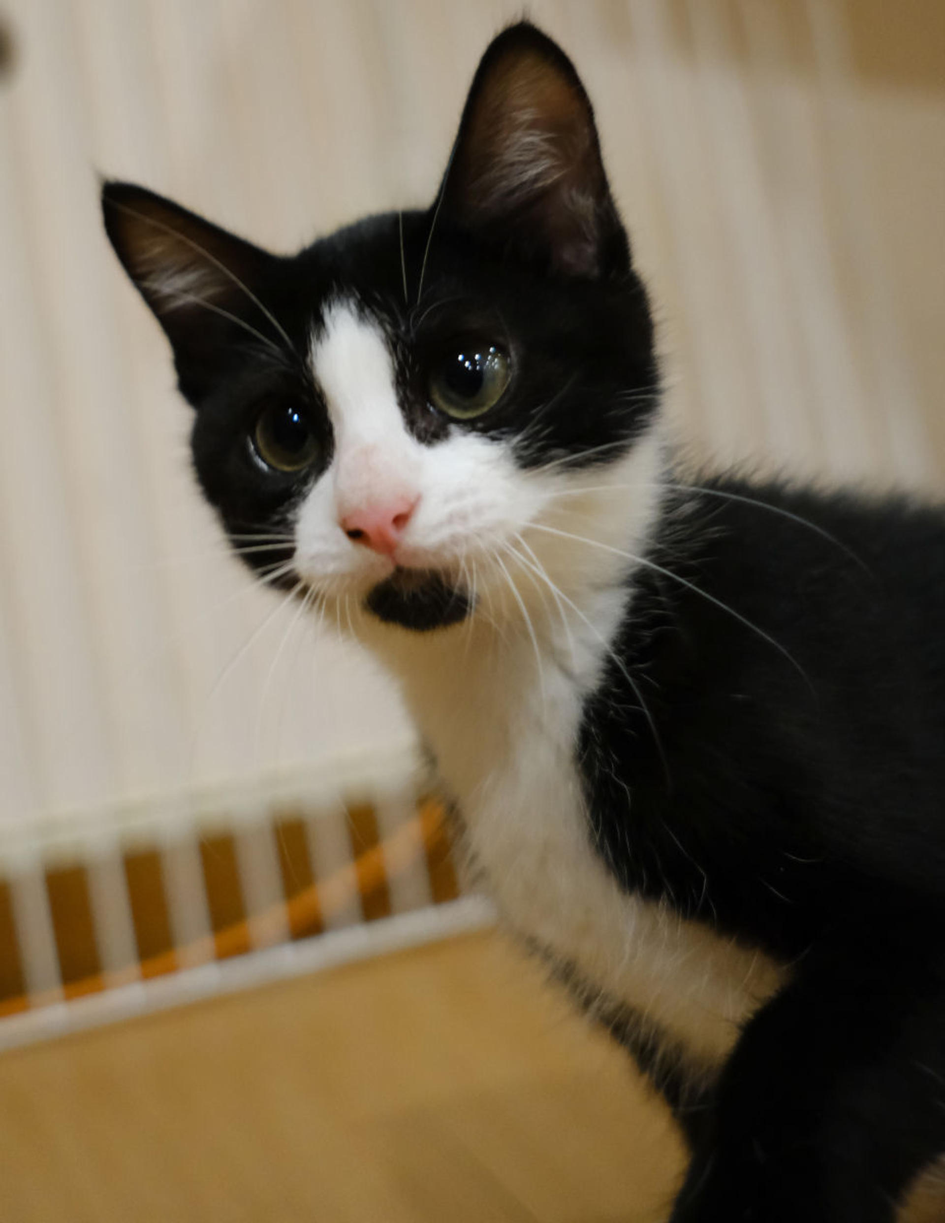 pet-image-3