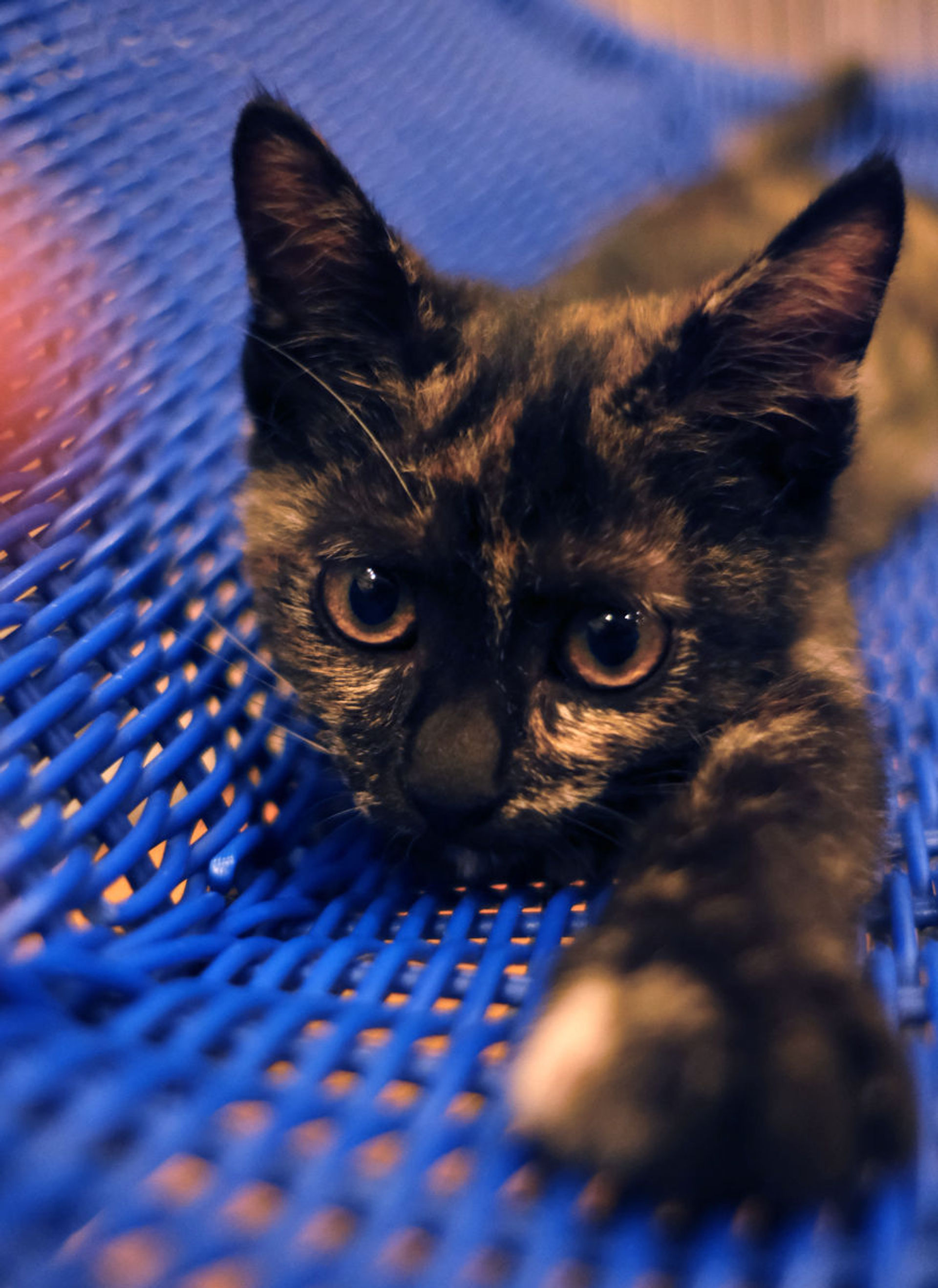 雑種（ミックス猫）・メスの里親募集の写真