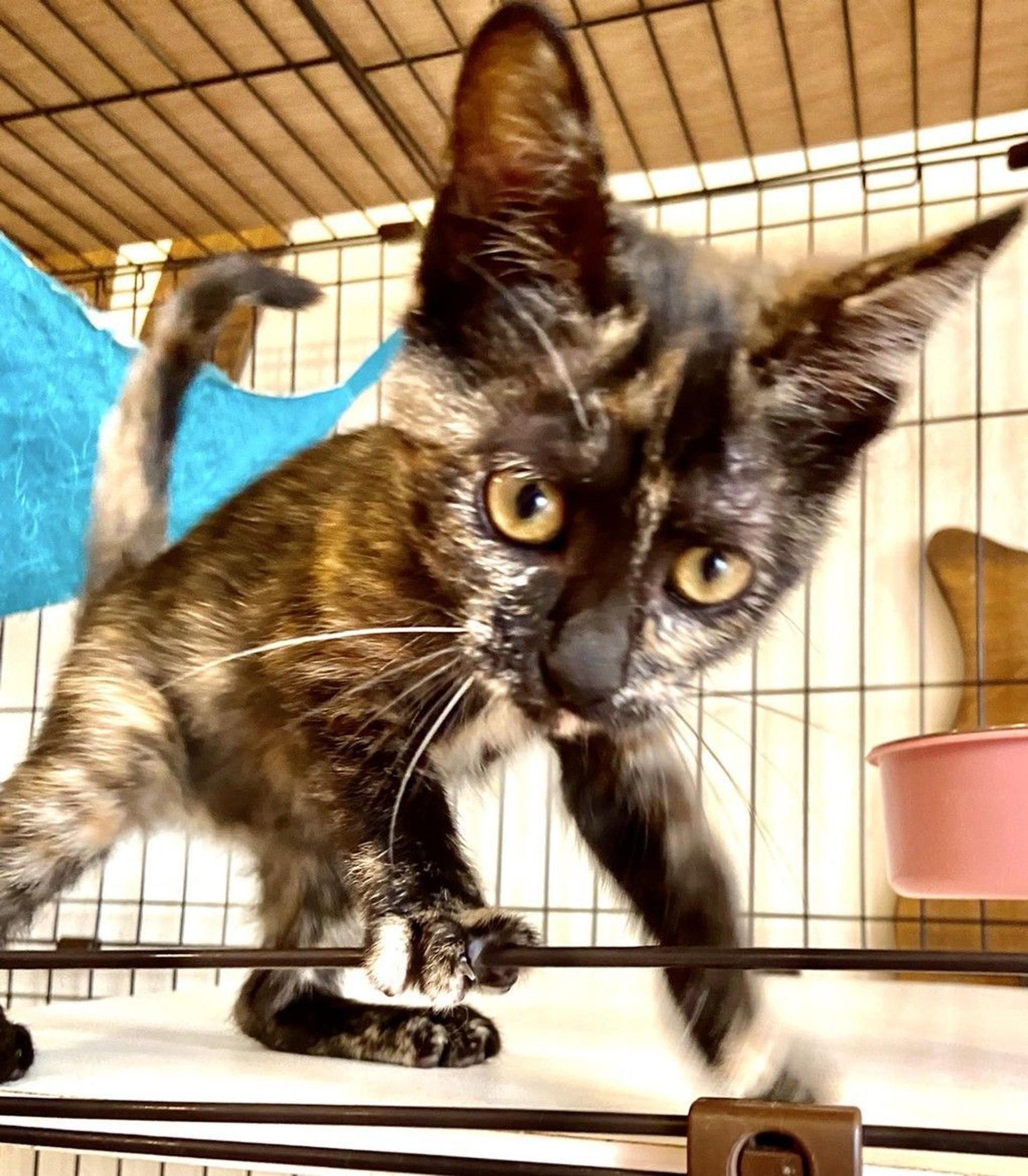 pet-image-3