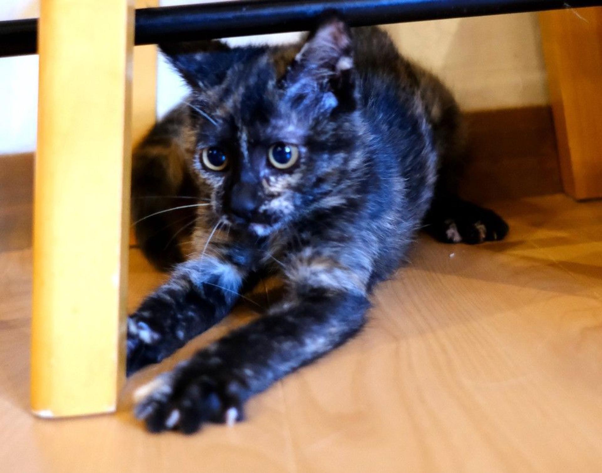 pet-image-5