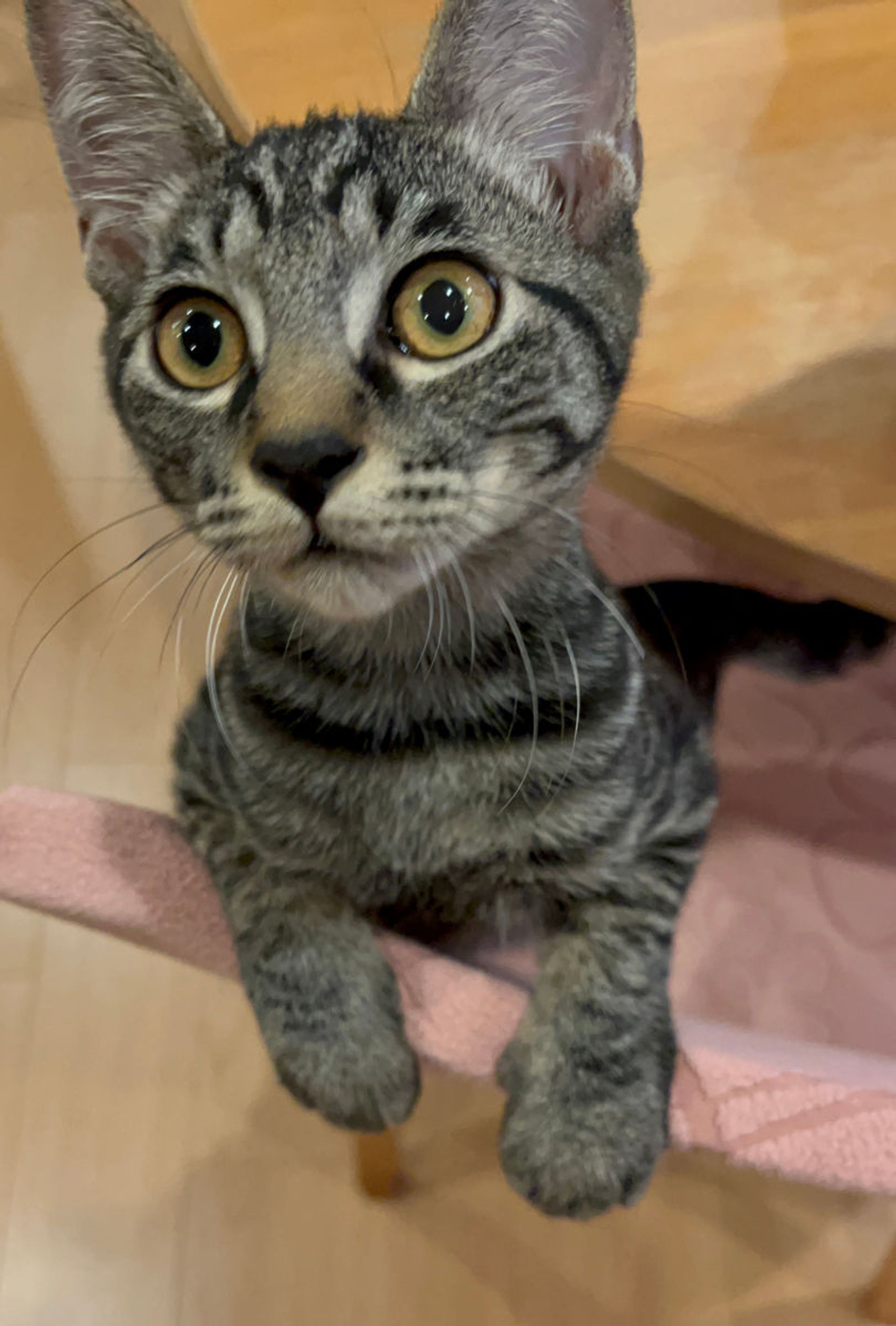 雑種（ミックス猫）・オスの里親募集の写真