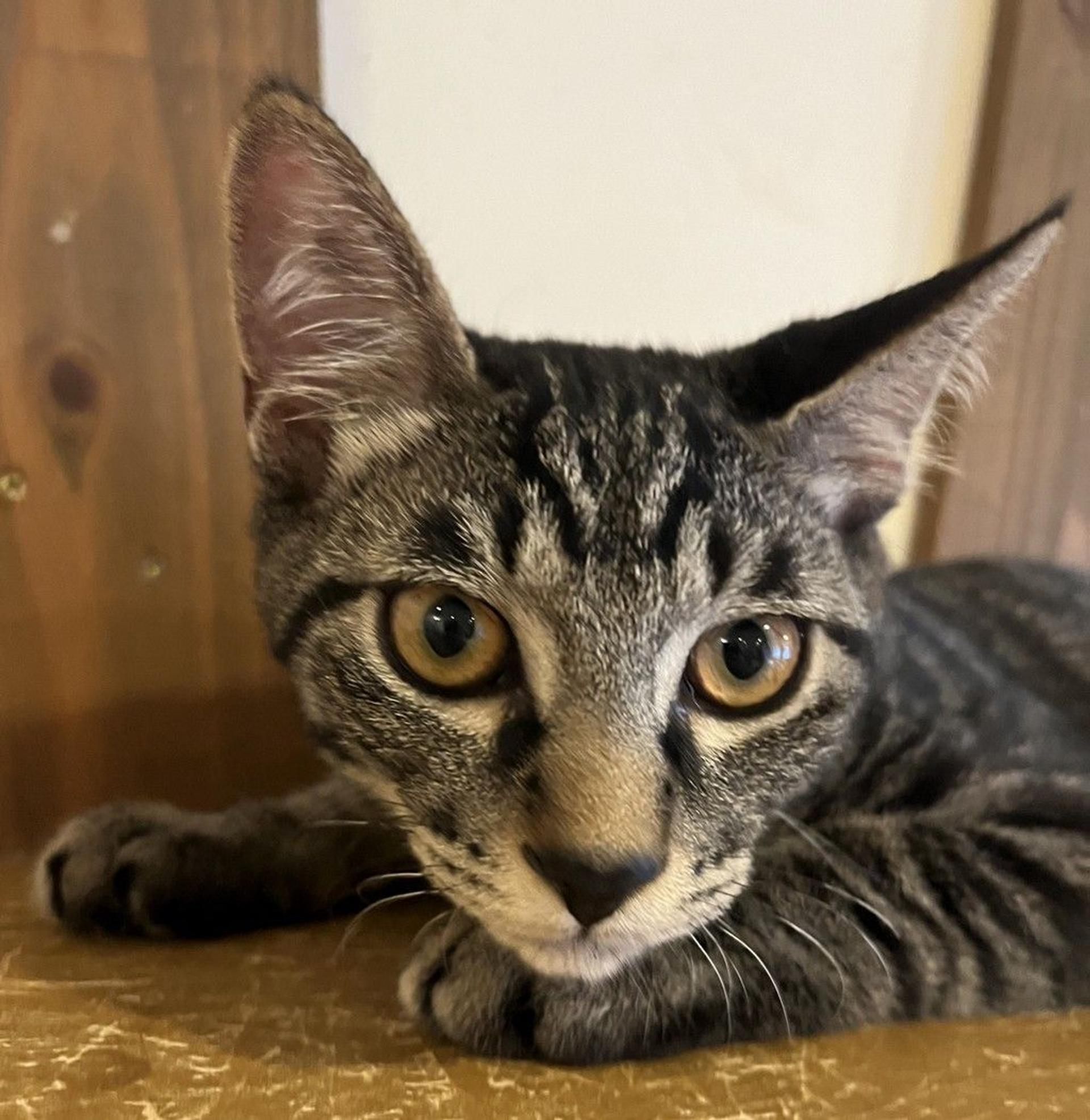 pet-image-2