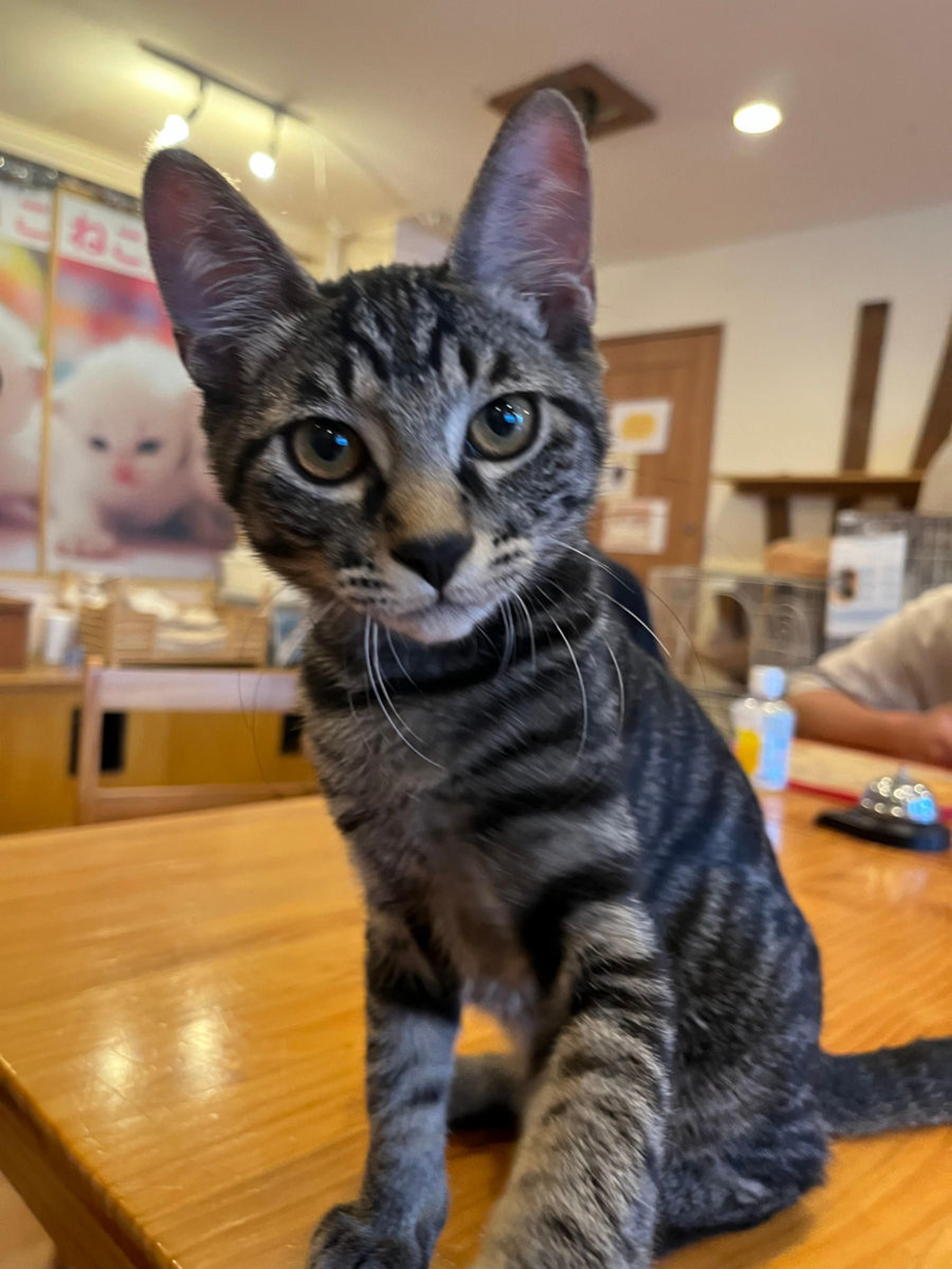 pet-image-3