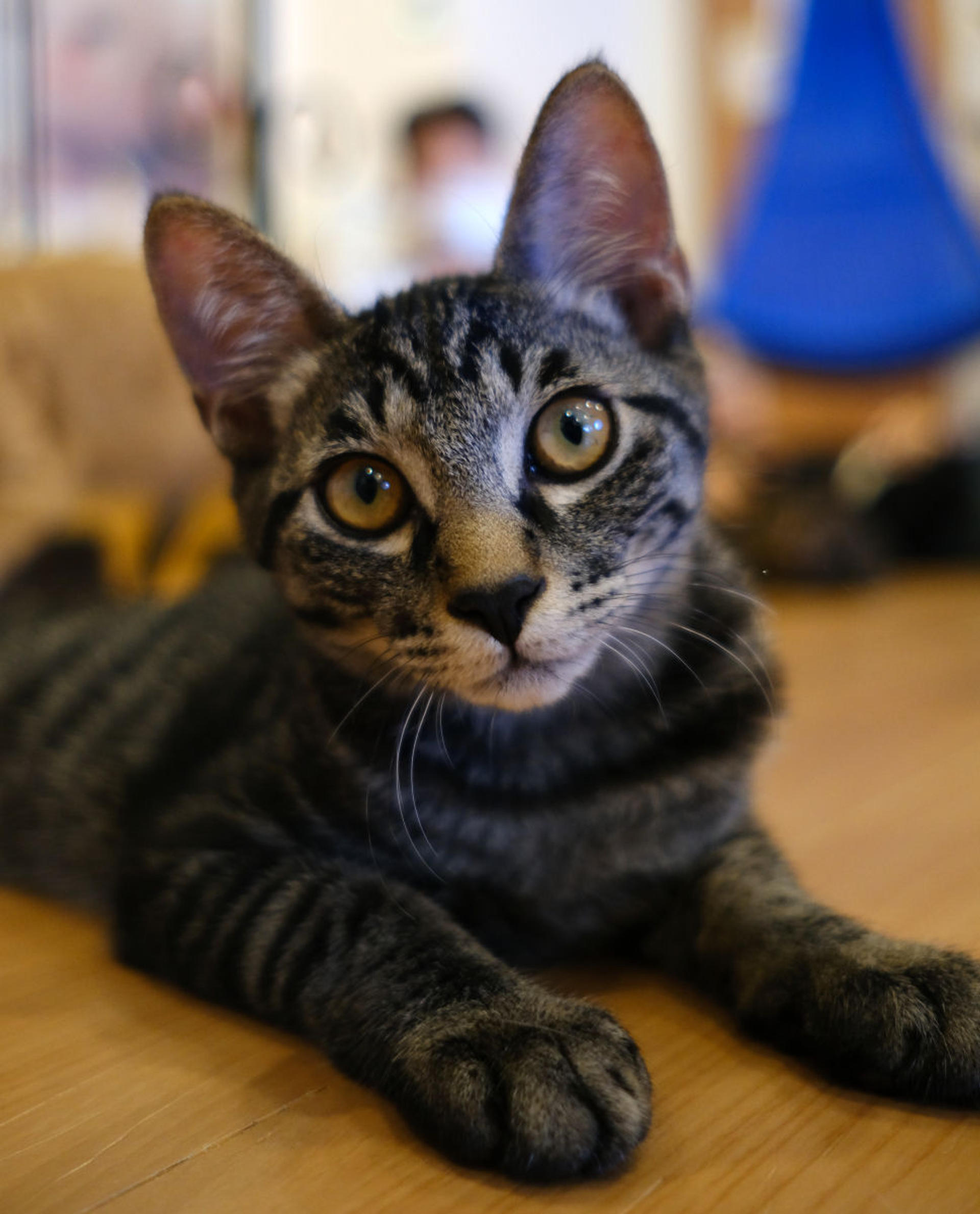 pet-image-4