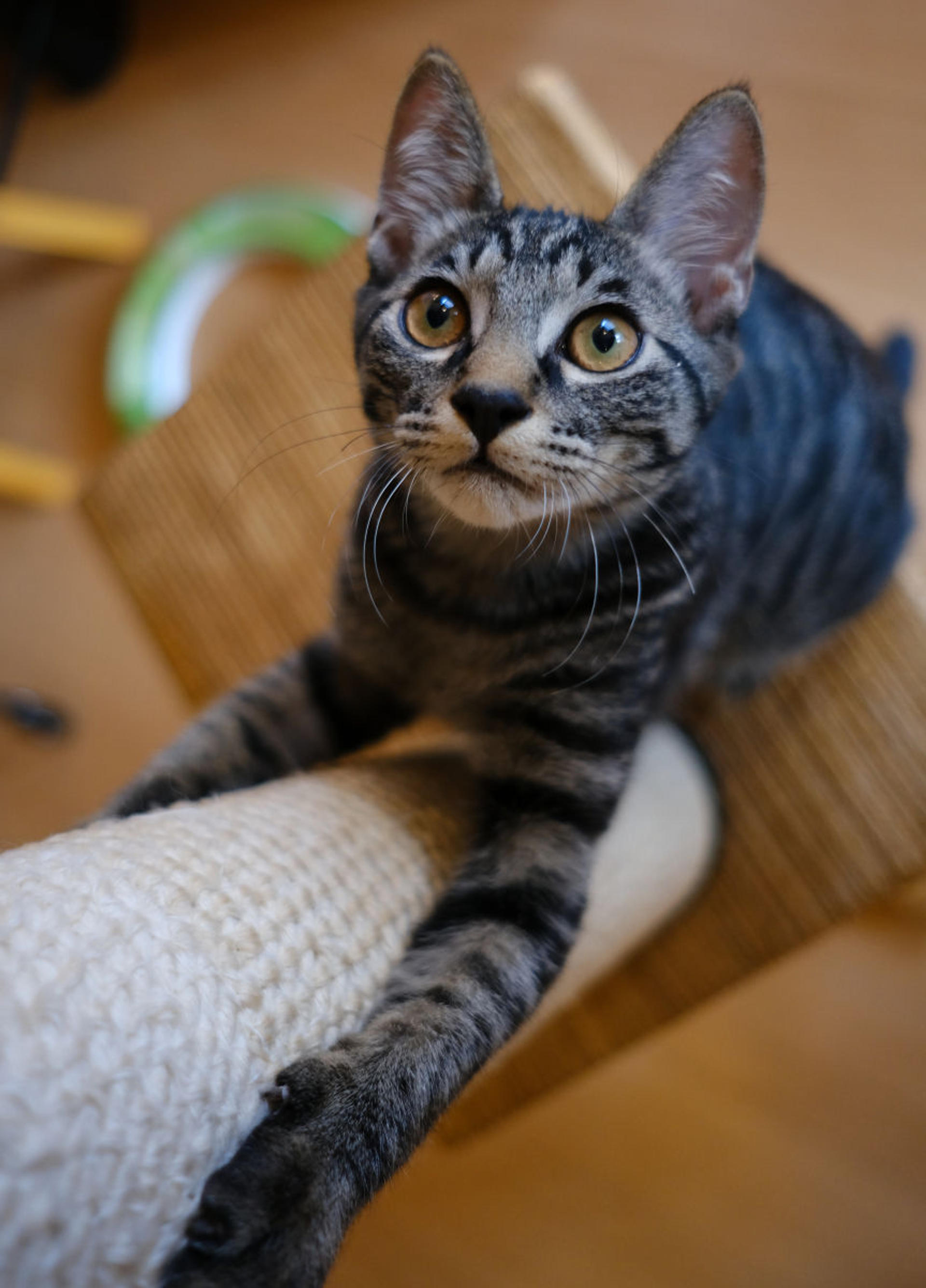 pet-image-5