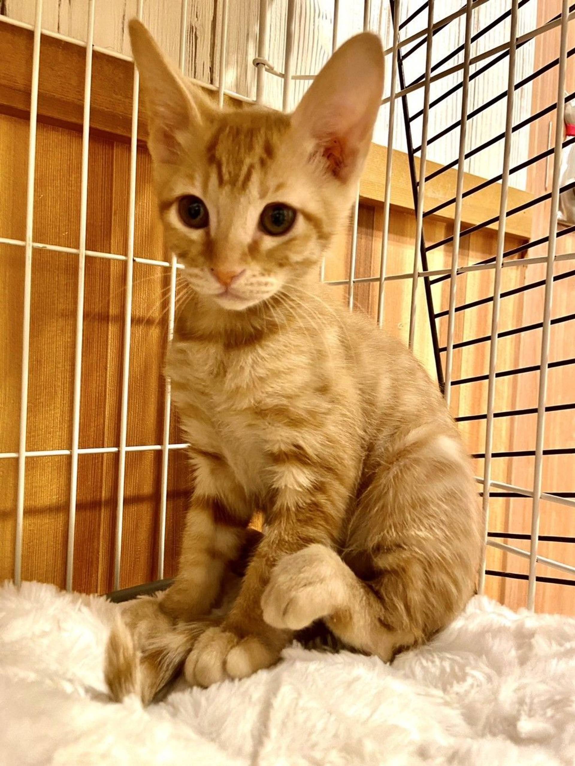 雑種（ミックス猫）・オスの里親募集の写真