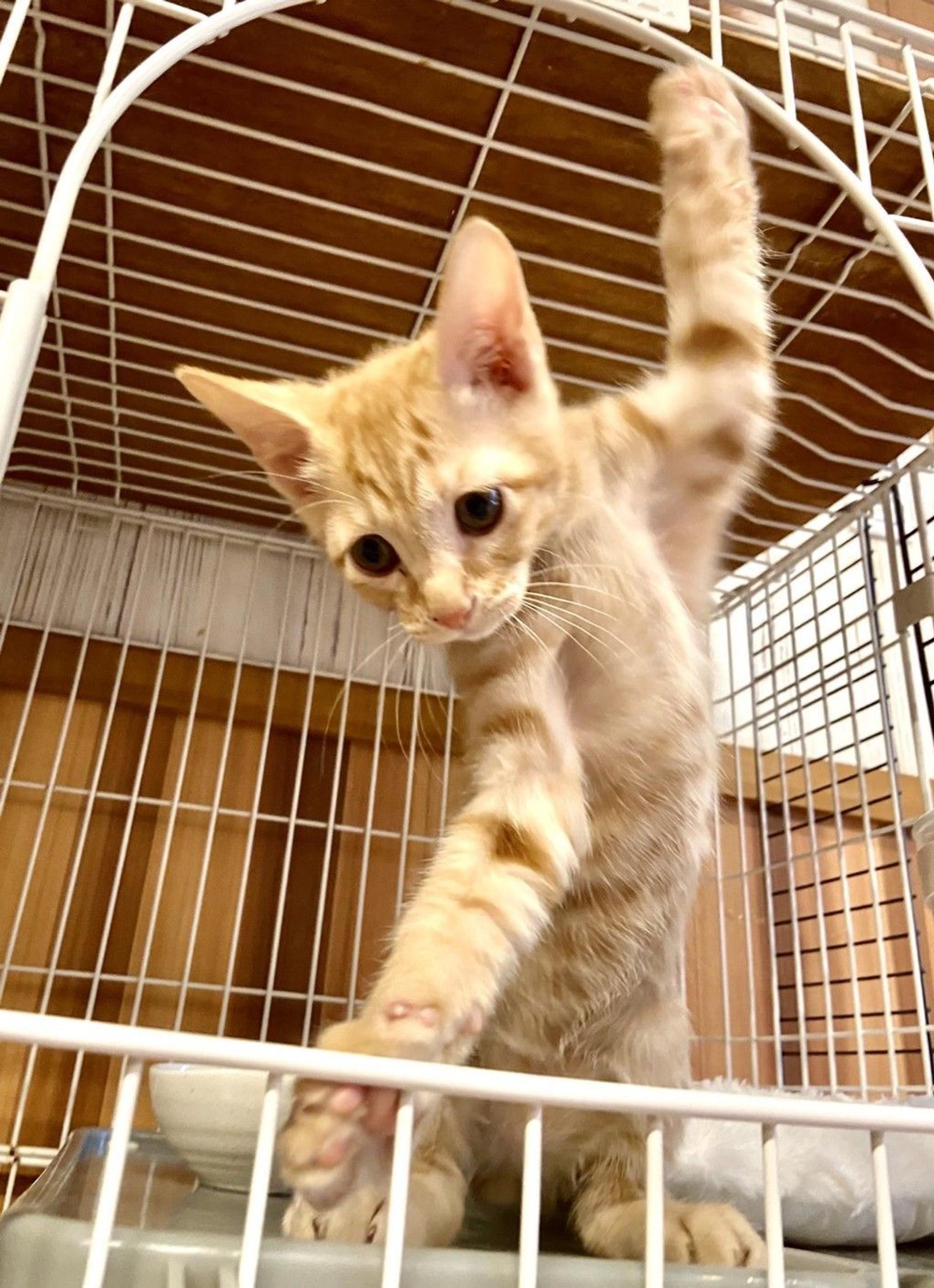 pet-image-4