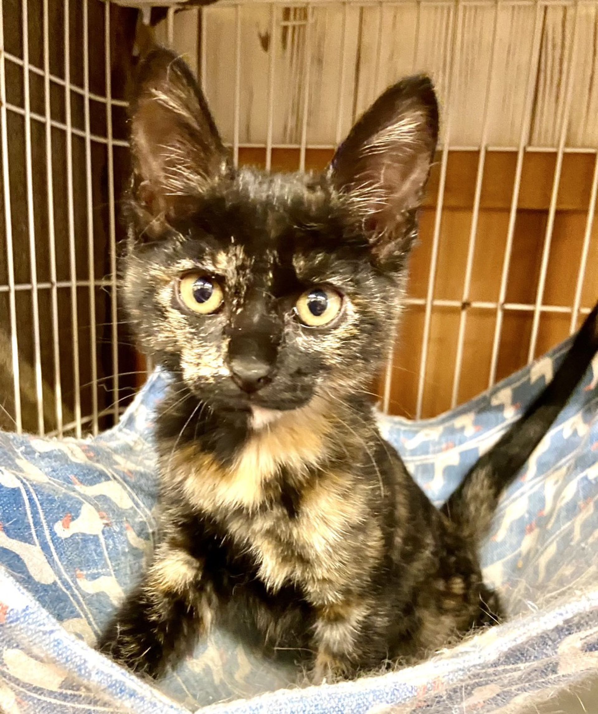 雑種（ミックス猫）・メスの里親募集の写真
