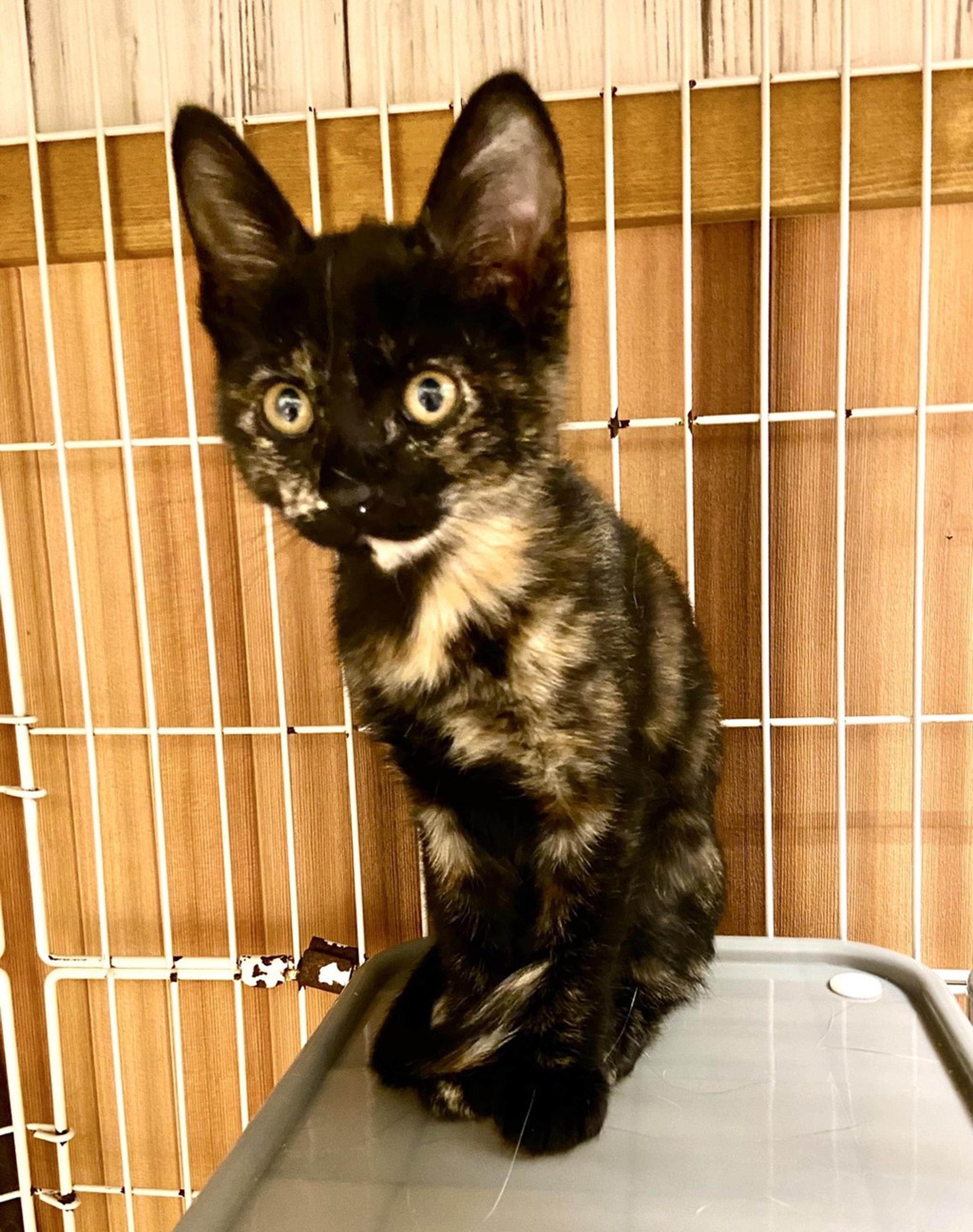 pet-image-4