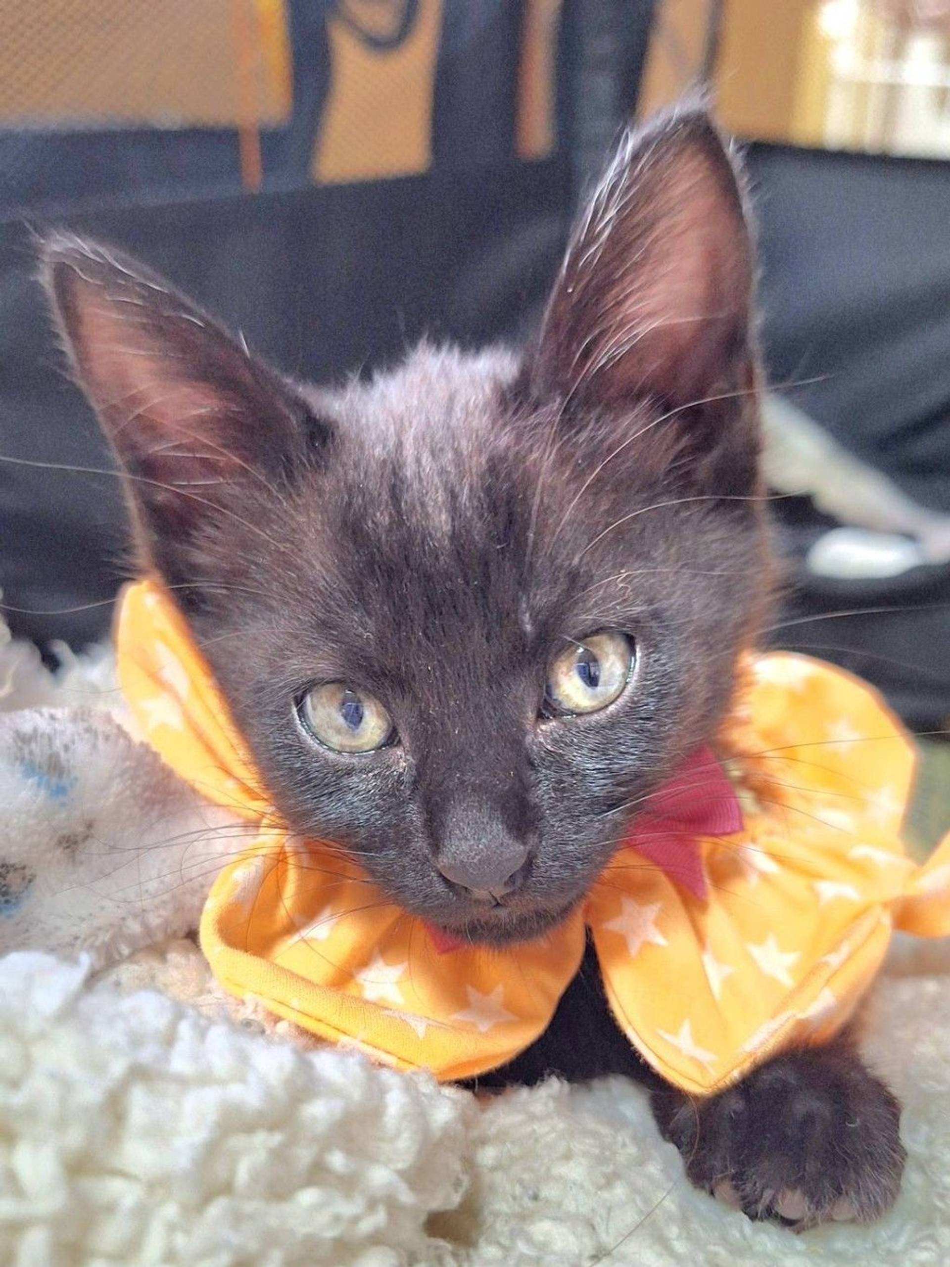 雑種（ミックス猫）・メスの里親募集の写真