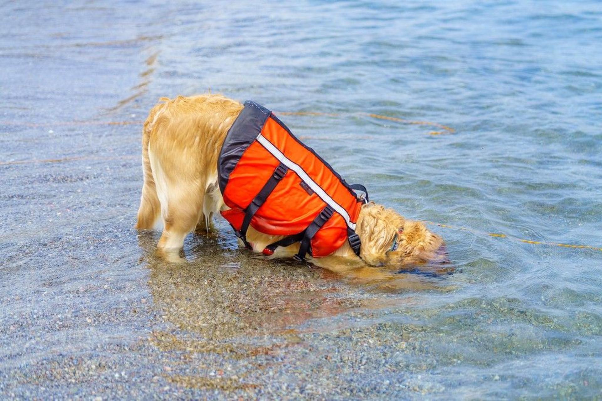 pet-image-4