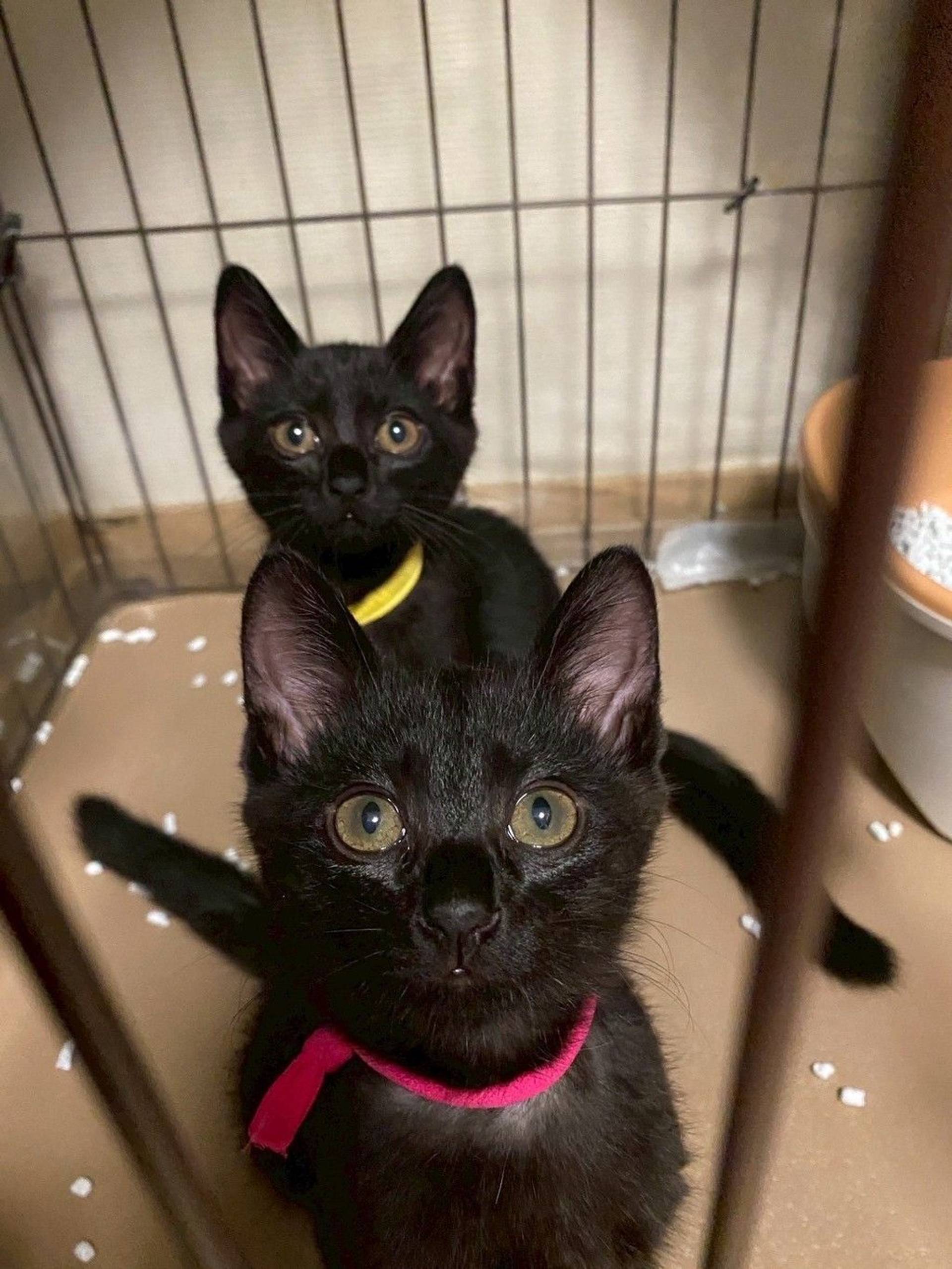 雑種（ミックス猫）・オスの里親募集の写真