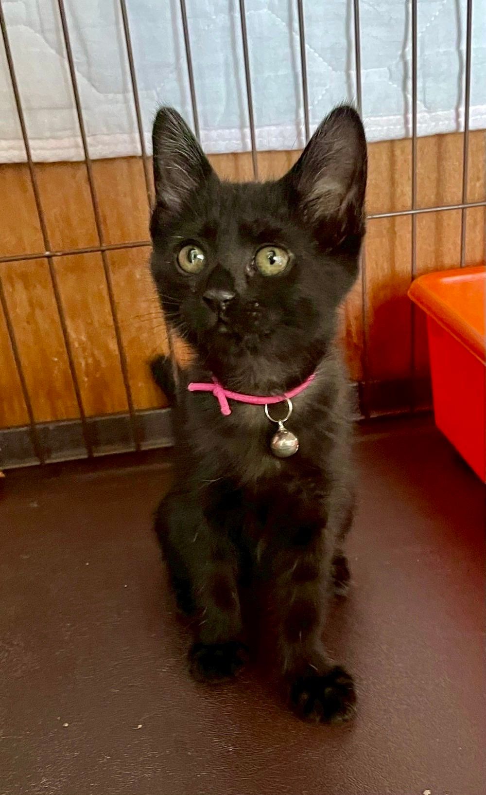 元気いっぱいの人馴れもバッチリ！甘えた黒猫兄妹です！ | 雑種