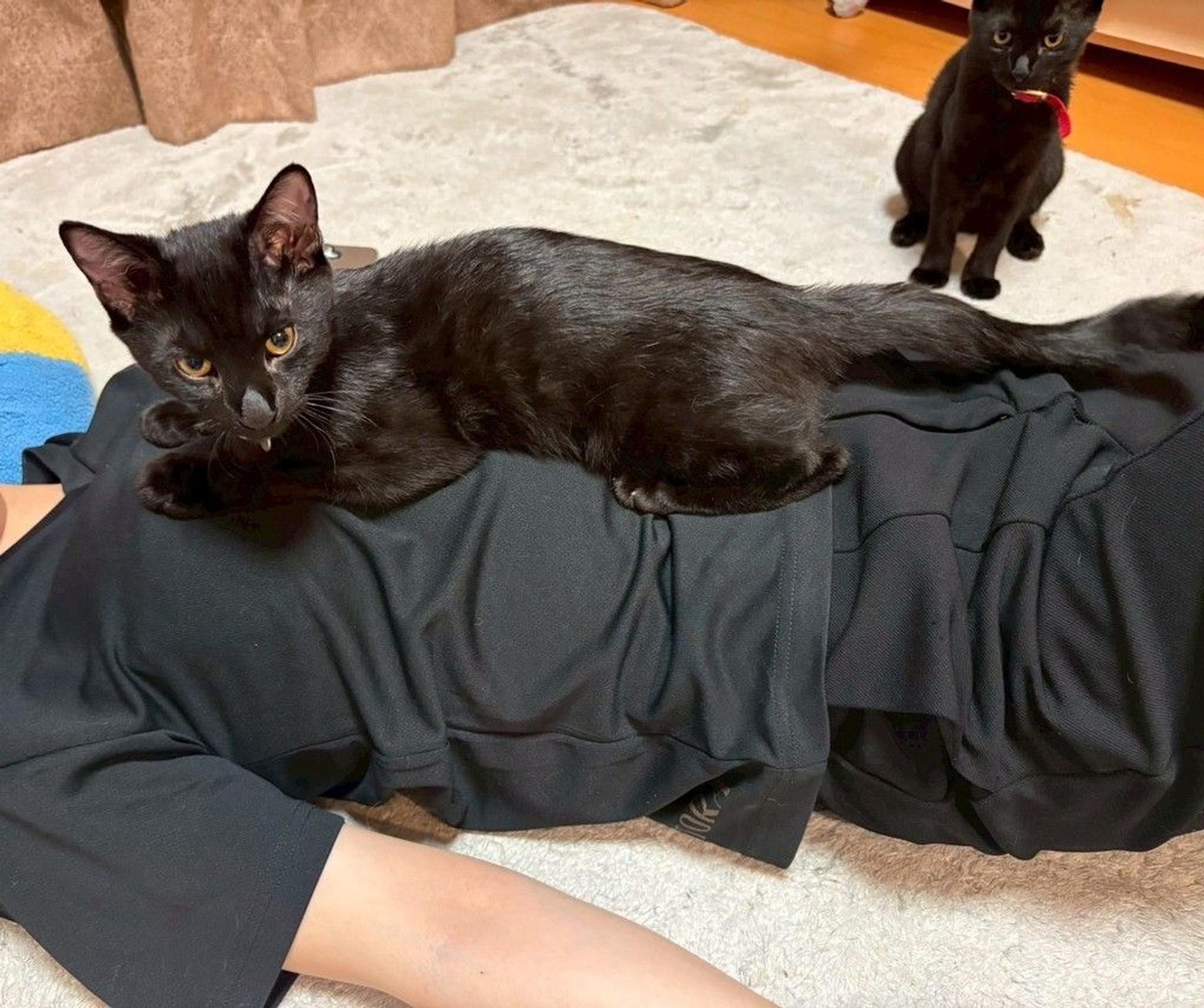 pet-image-7