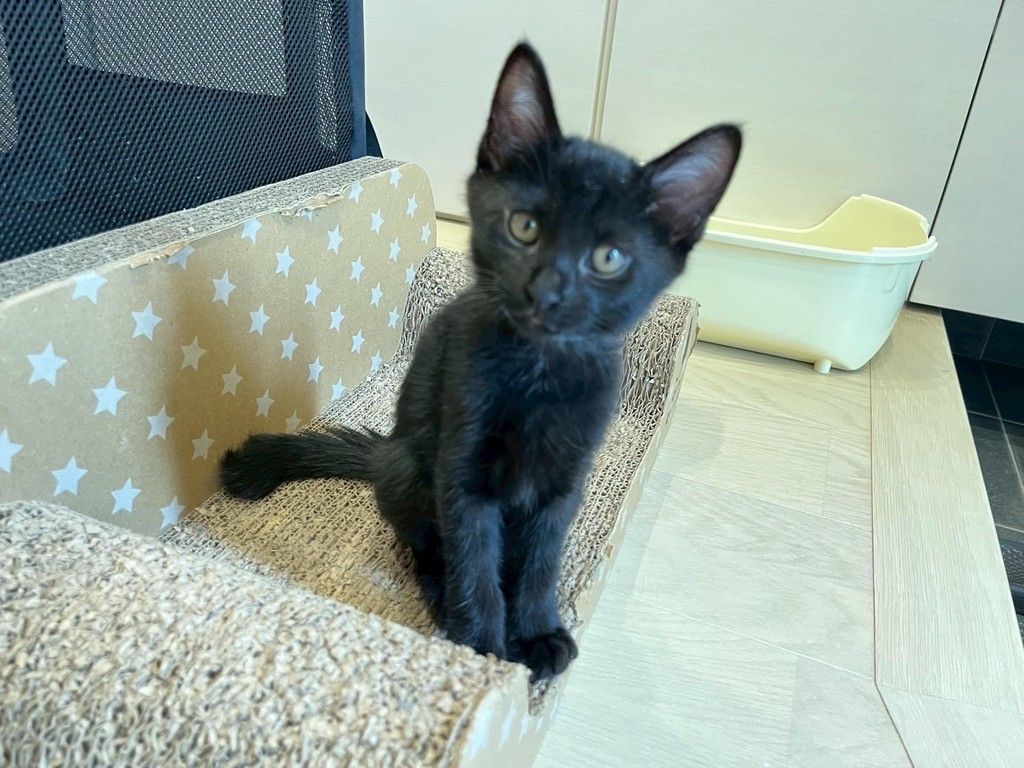 元気いっぱいの人馴れもバッチリ！甘えた黒猫兄妹です！ | 雑種