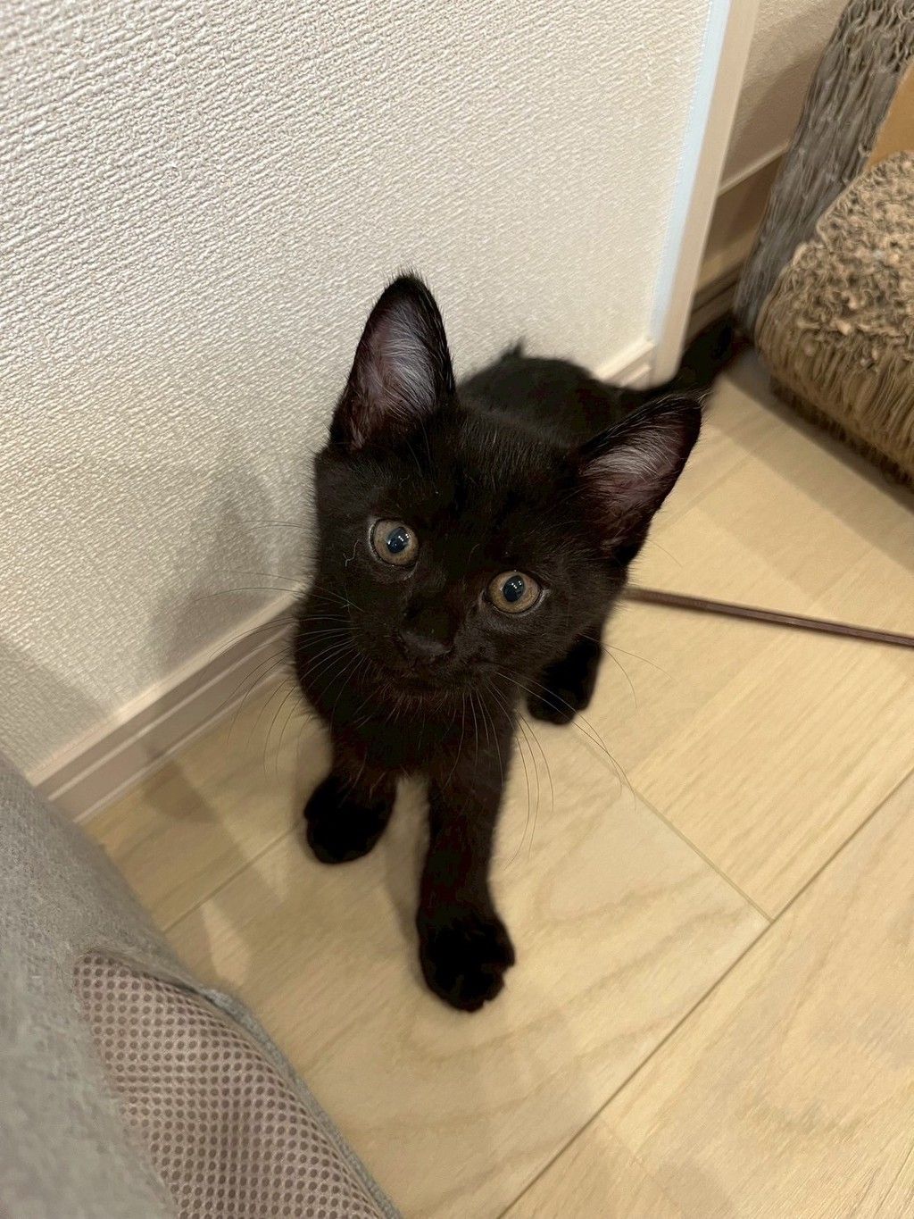 元気いっぱいの人馴れもバッチリ！甘えた黒猫兄妹です！ | 雑種