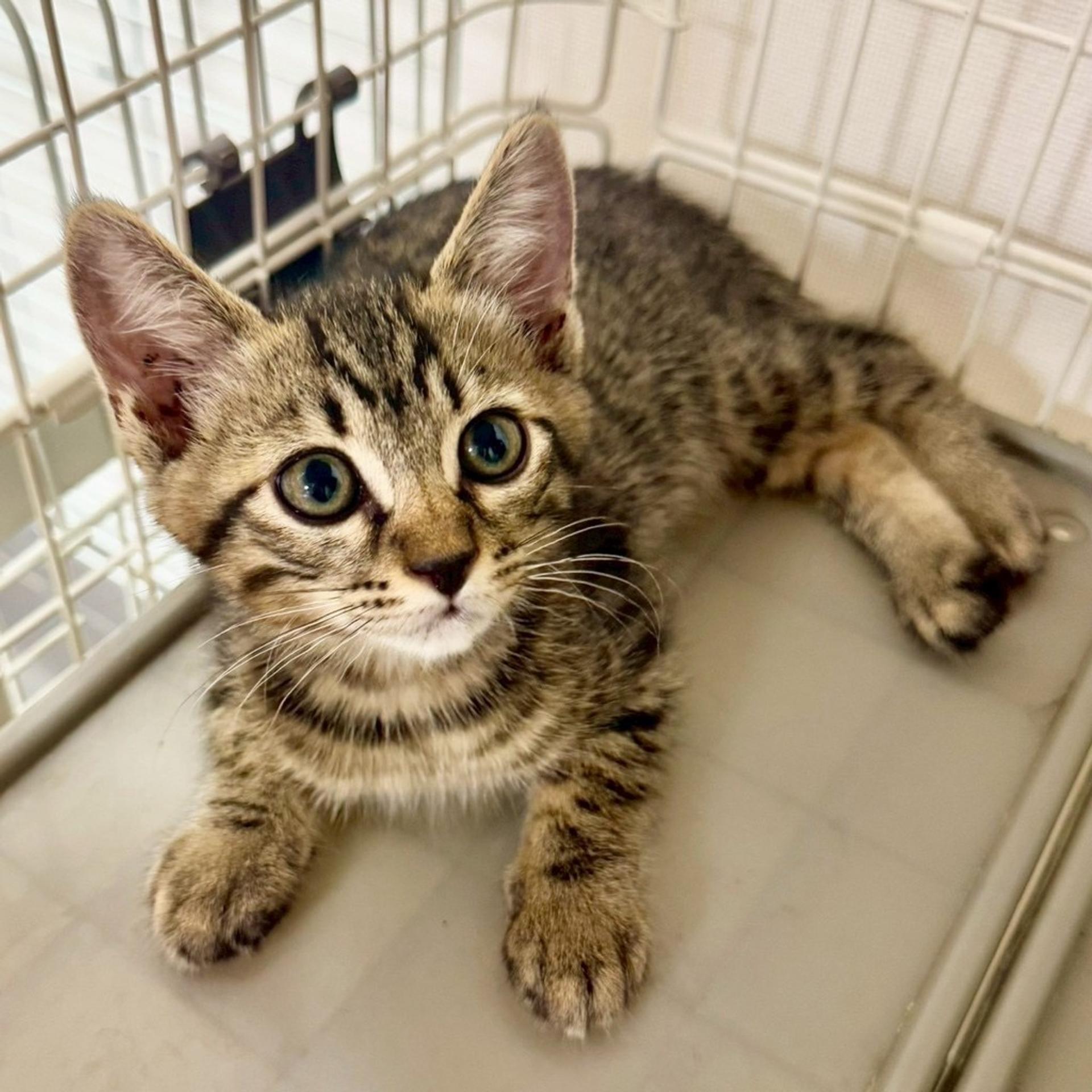 pet-image-2