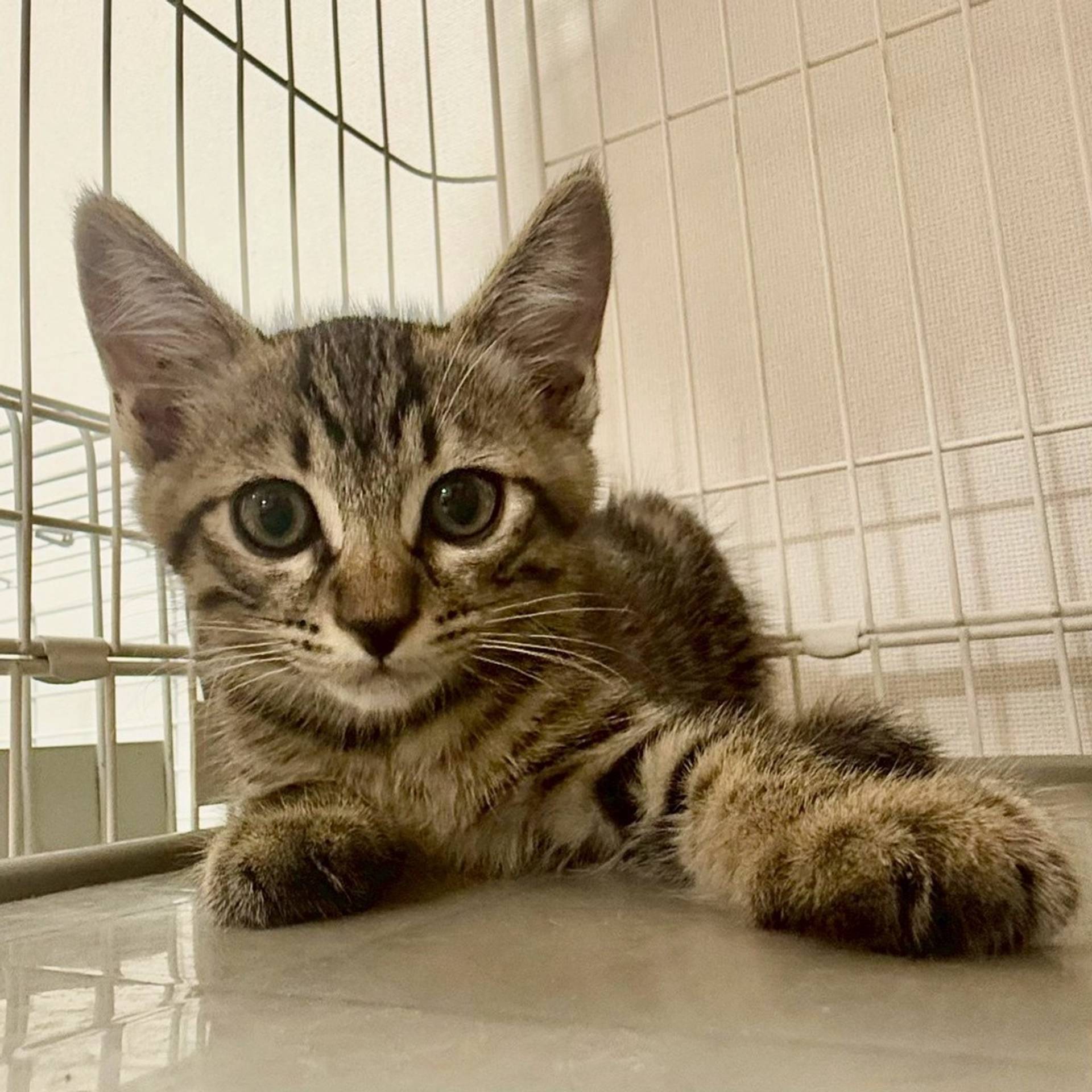 雑種（ミックス猫）・オスの里親募集の写真