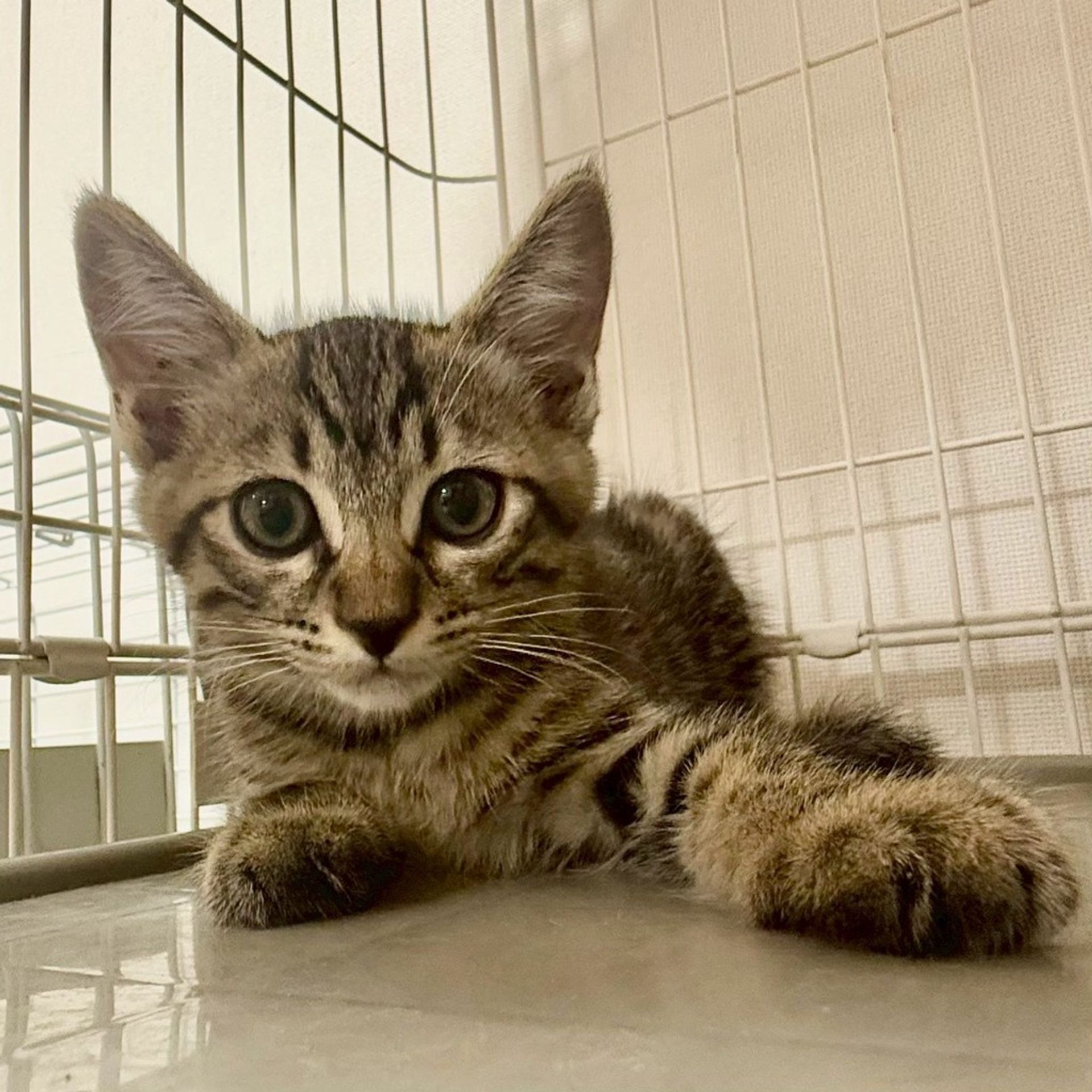 雑種（ミックス猫）・オスの里親募集の写真