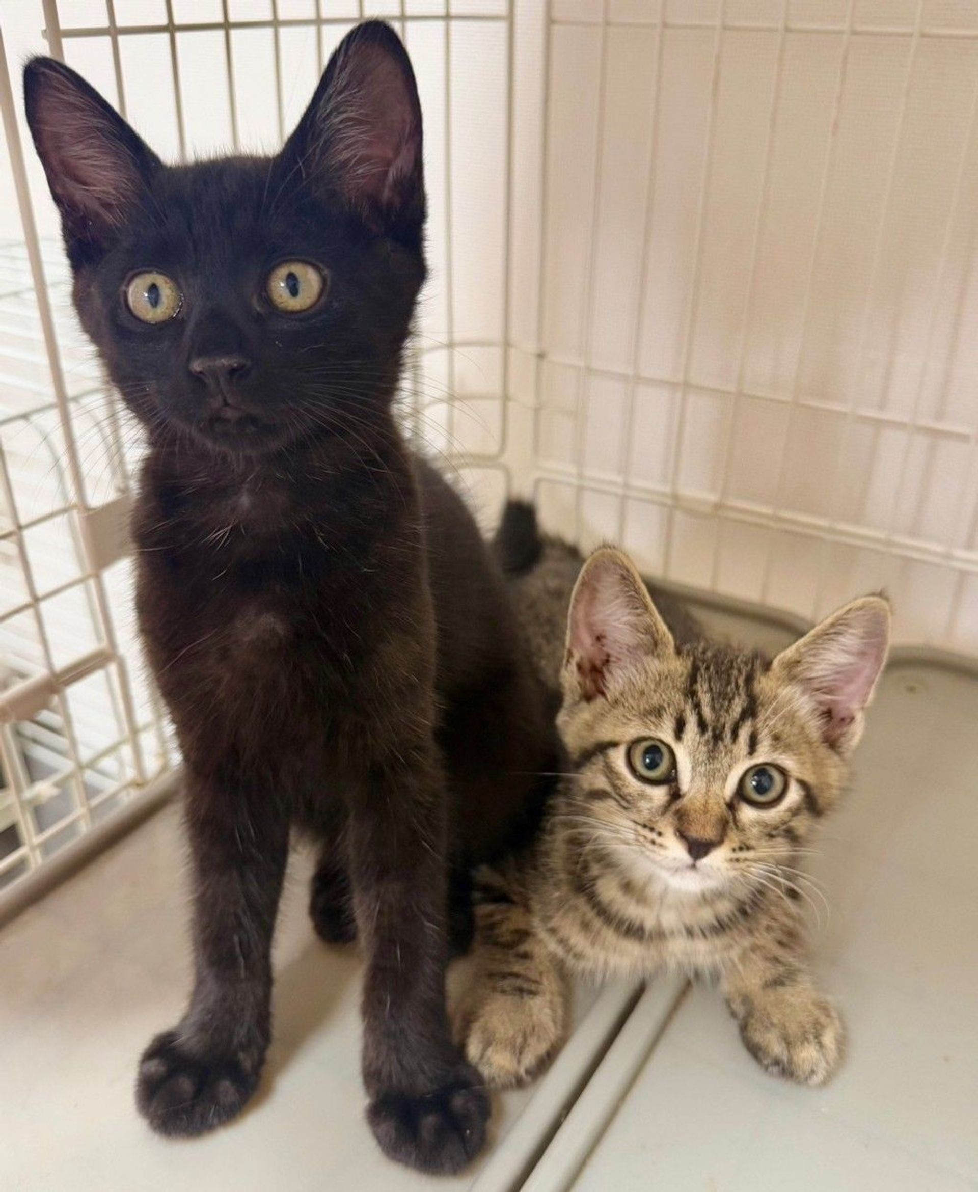 雑種（ミックス猫）・オスの里親募集の写真
