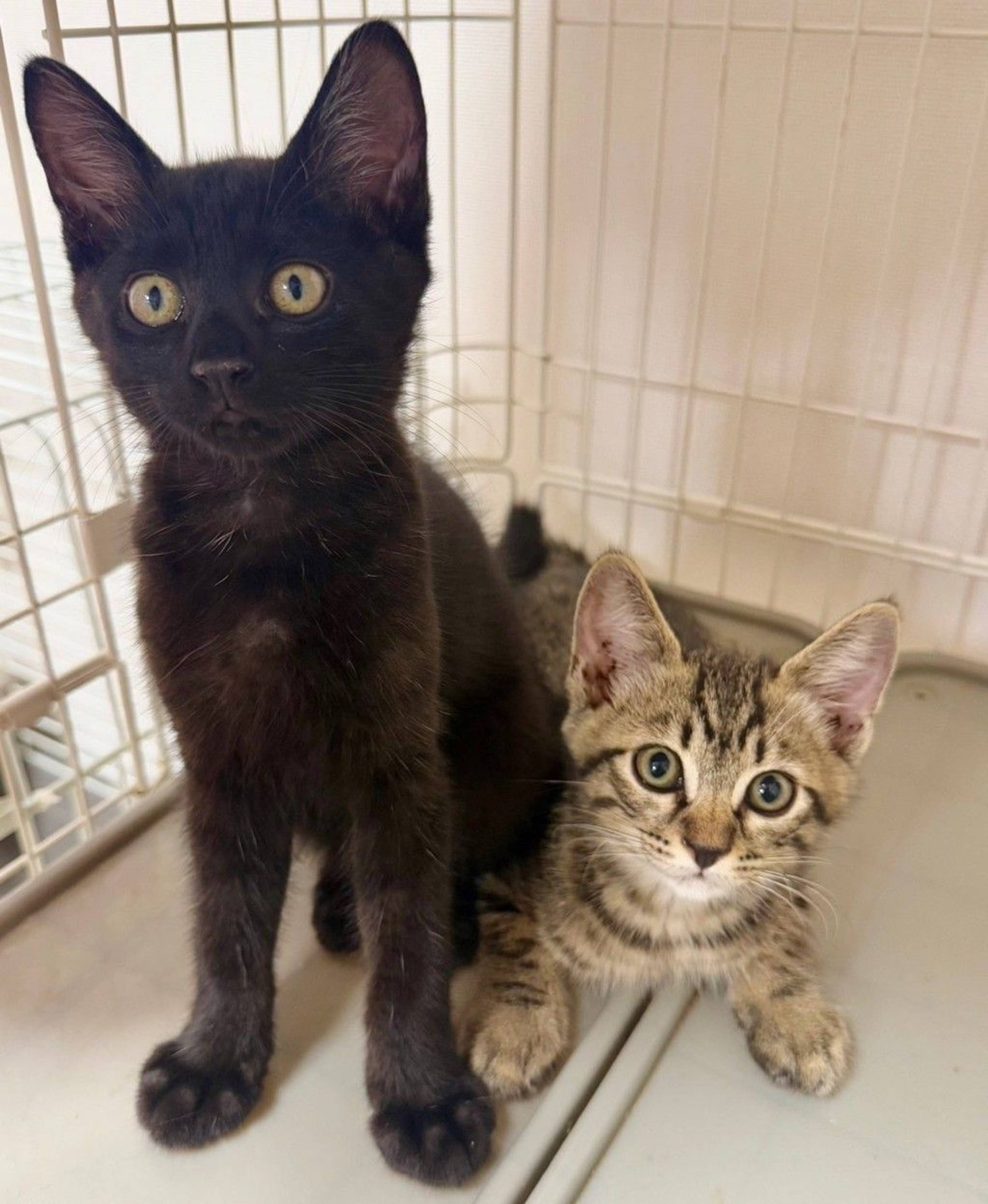 雑種（ミックス猫）・オスの里親募集の写真