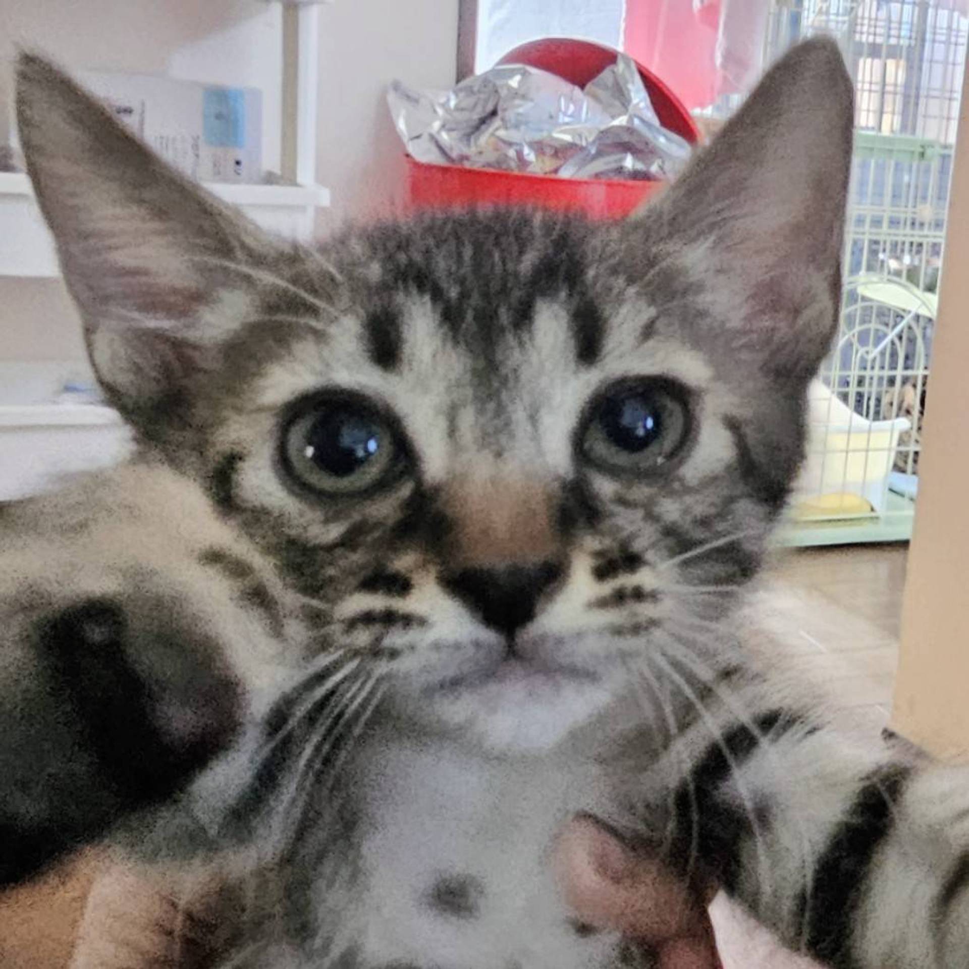 雑種（ミックス猫）・オスの里親募集の写真