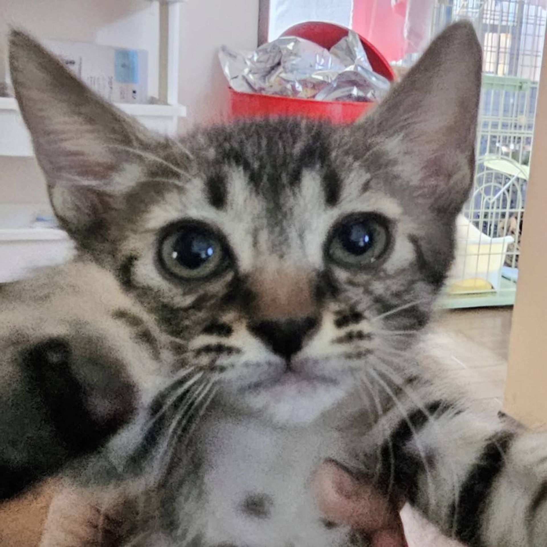 雑種（ミックス猫）・オスの里親募集の写真