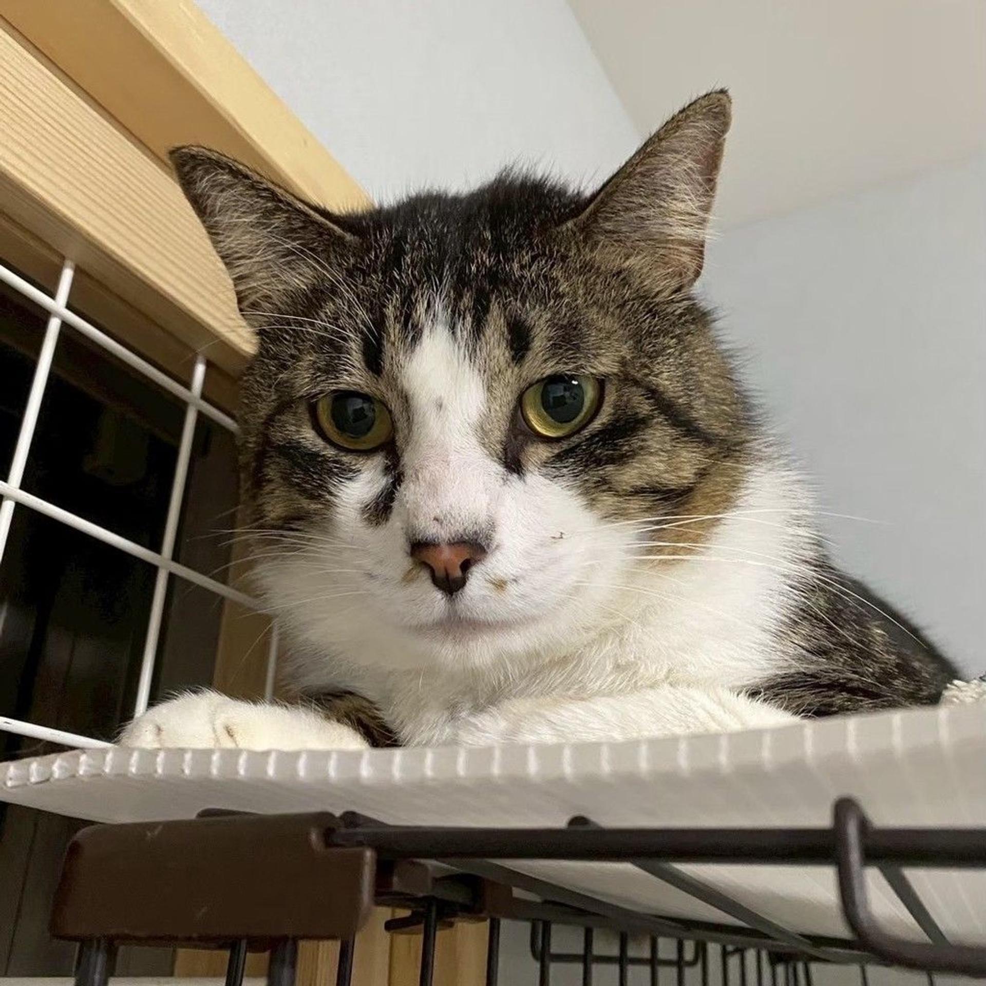 pet-image-3