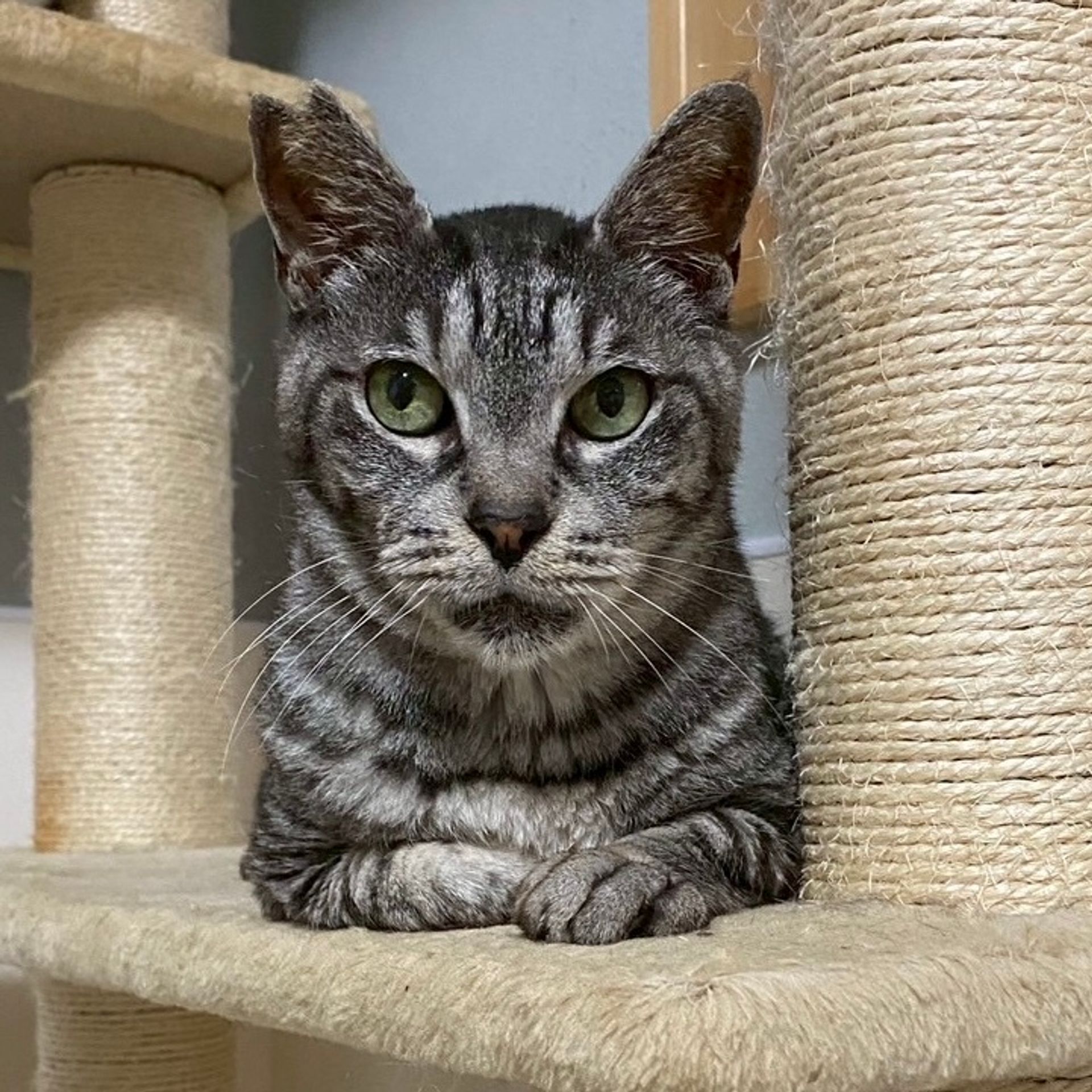 雑種（ミックス猫）・オスの里親募集の写真